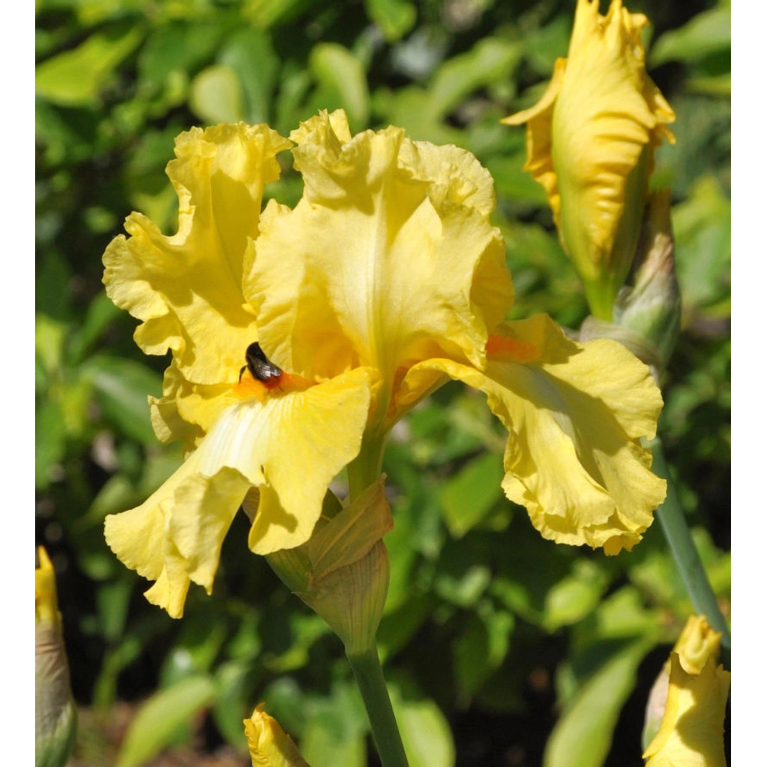 Schwertlilie Berkeley Gold - Iris barbata günstig online kaufen