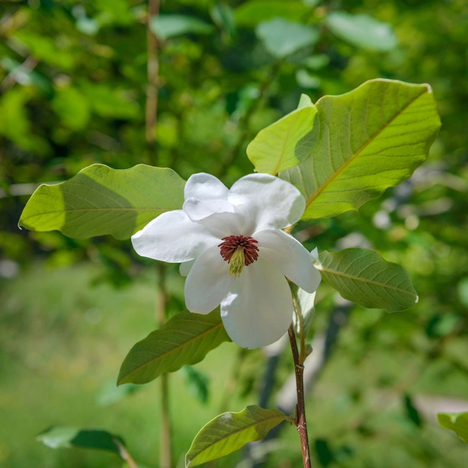 Hochstamm Sommerduft Magnolie 80-100cm - Magnolia wilsonii günstig online kaufen