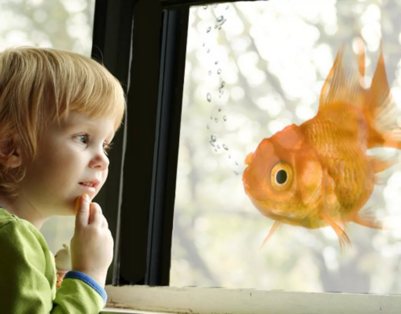 Fensterfolie One Flying Goldfish günstig online kaufen