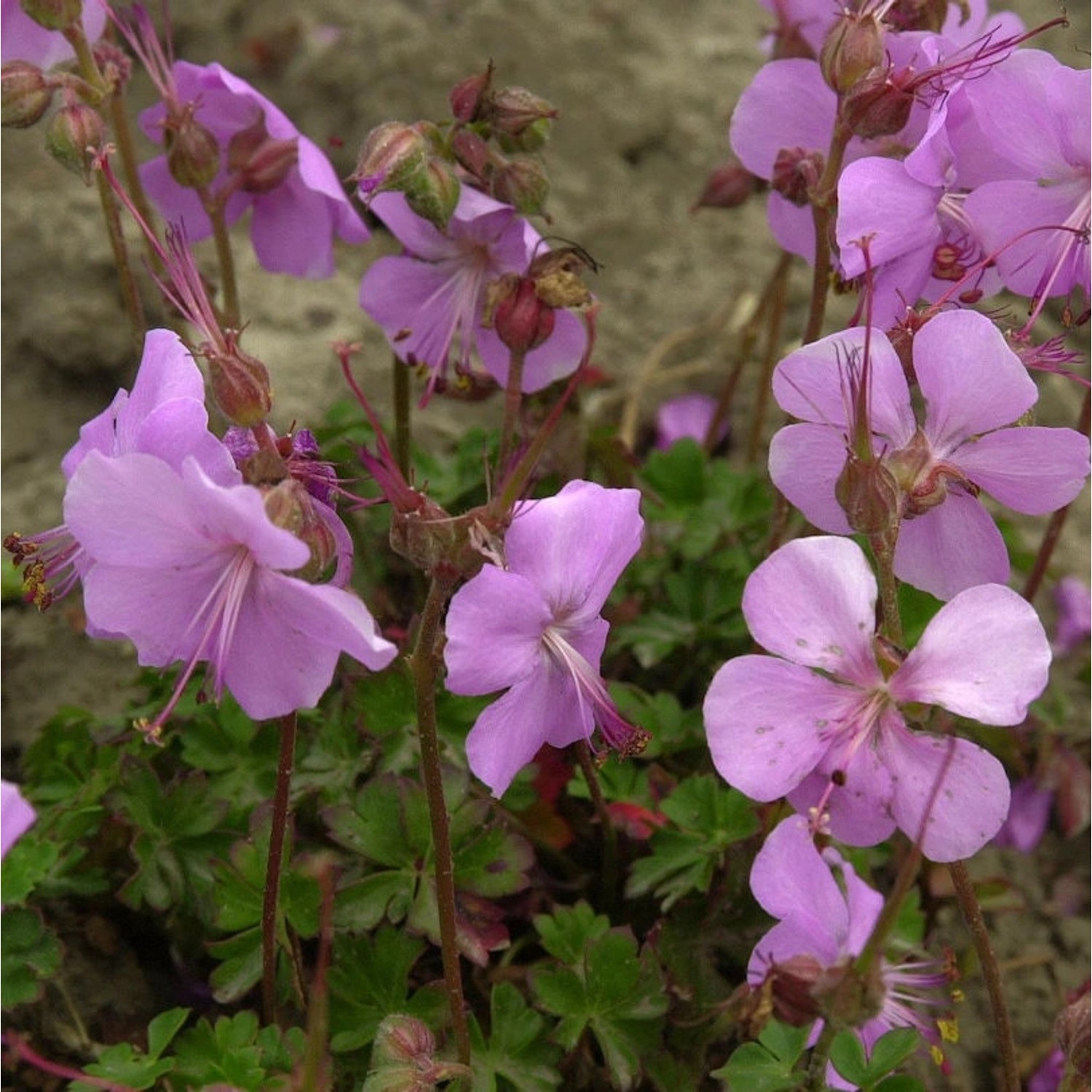 Dalmatiner Storchschnabel - Geranium dalmaticum günstig online kaufen