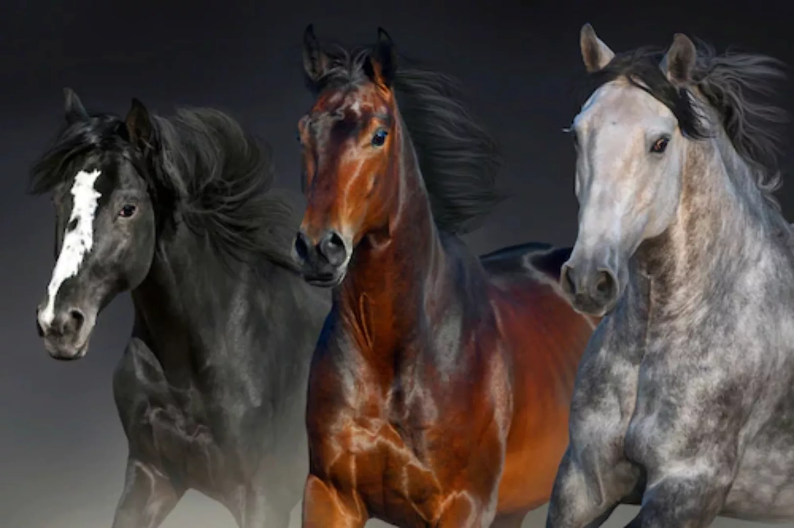 Papermoon Fototapete »Pferdeporträt« günstig online kaufen