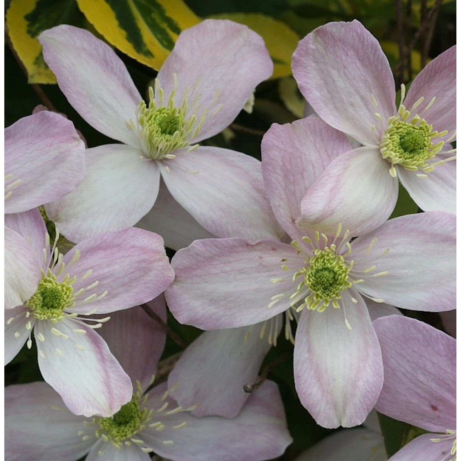 Berg Waldrebe Rubens 80-100cm - Clematis montana günstig online kaufen