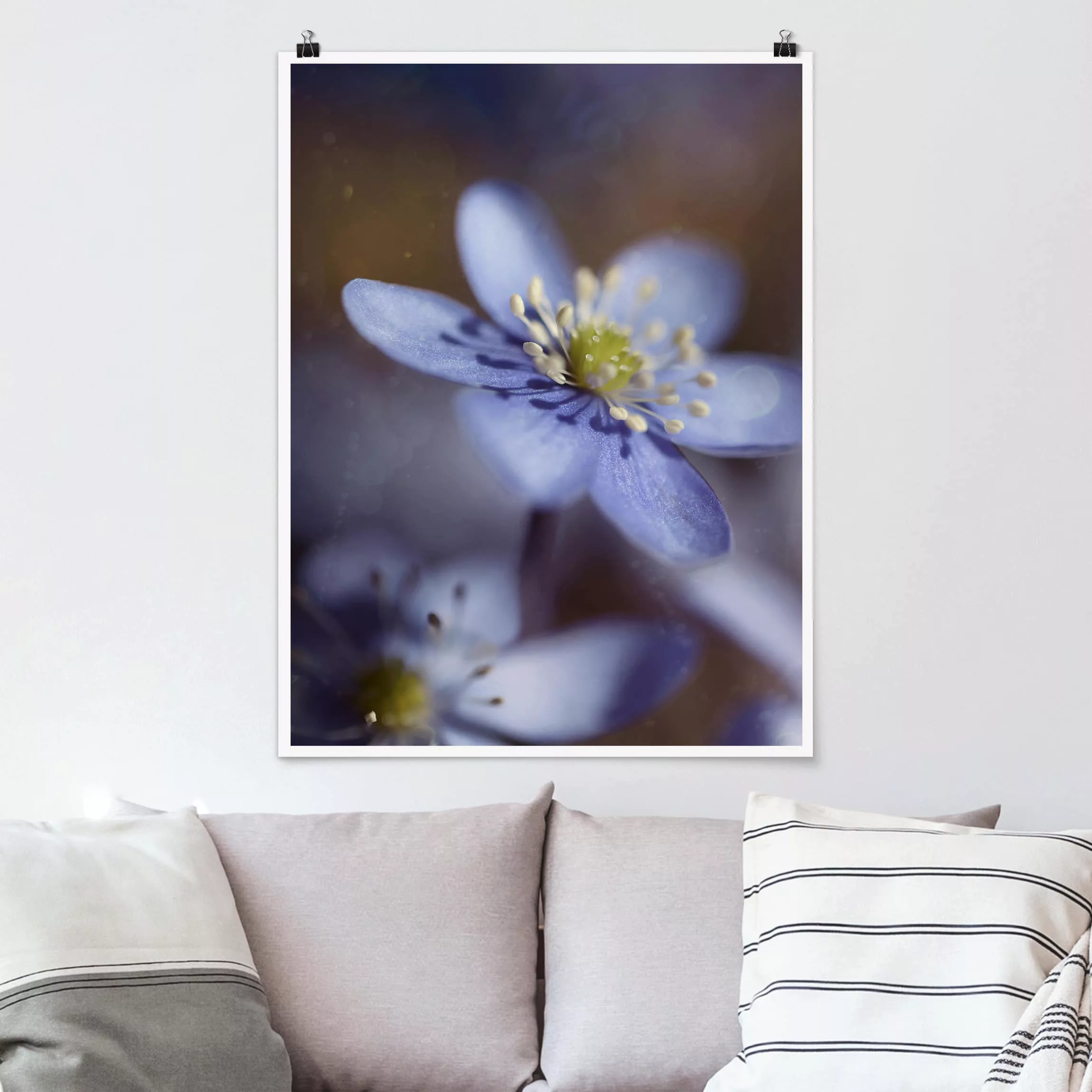 Poster Blumen - Hochformat Anemonen in Blau günstig online kaufen