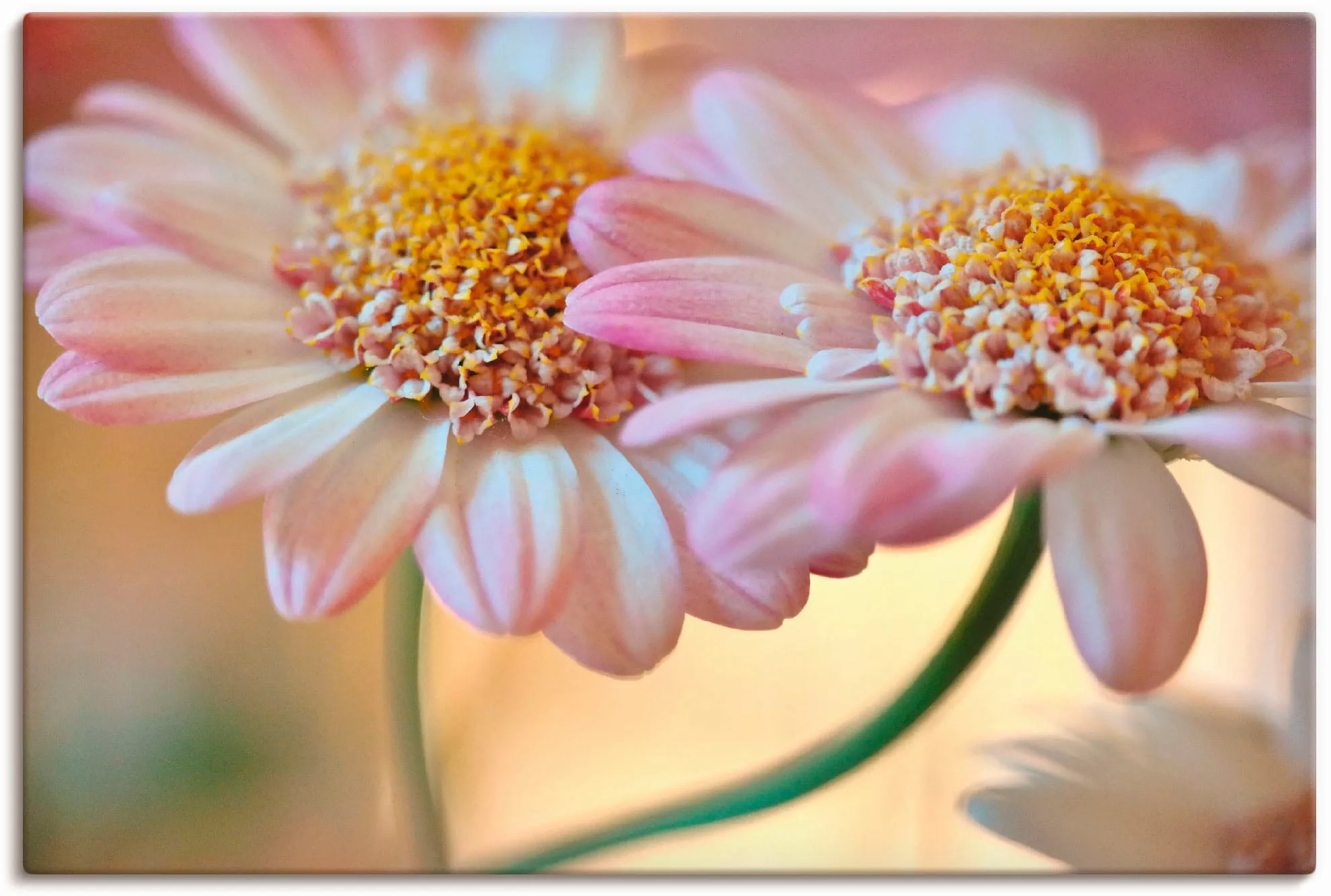 Artland Wandbild "Zweisamkeit", Blumen, (1 St.), als Alubild, Outdoorbild, günstig online kaufen