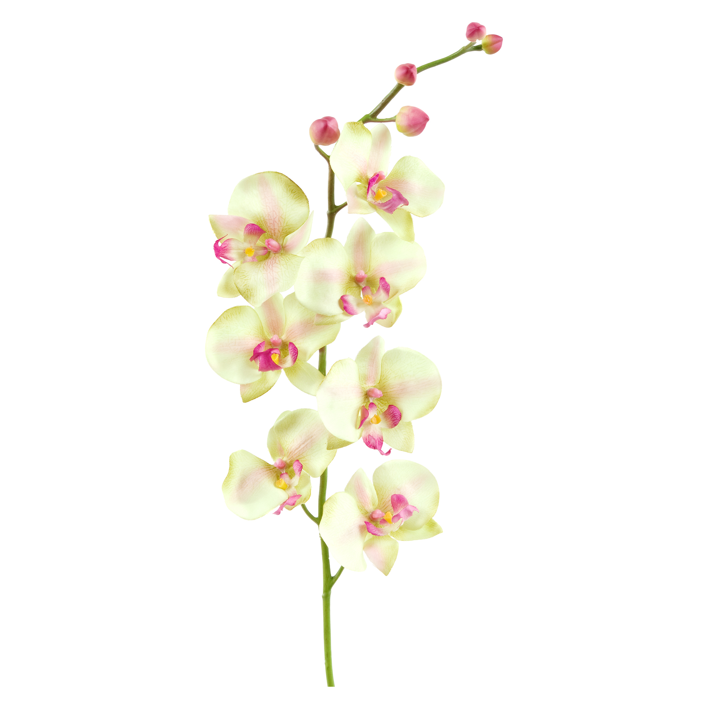 Wandtattoo Blumen No.190 Orchidee Weiß II günstig online kaufen