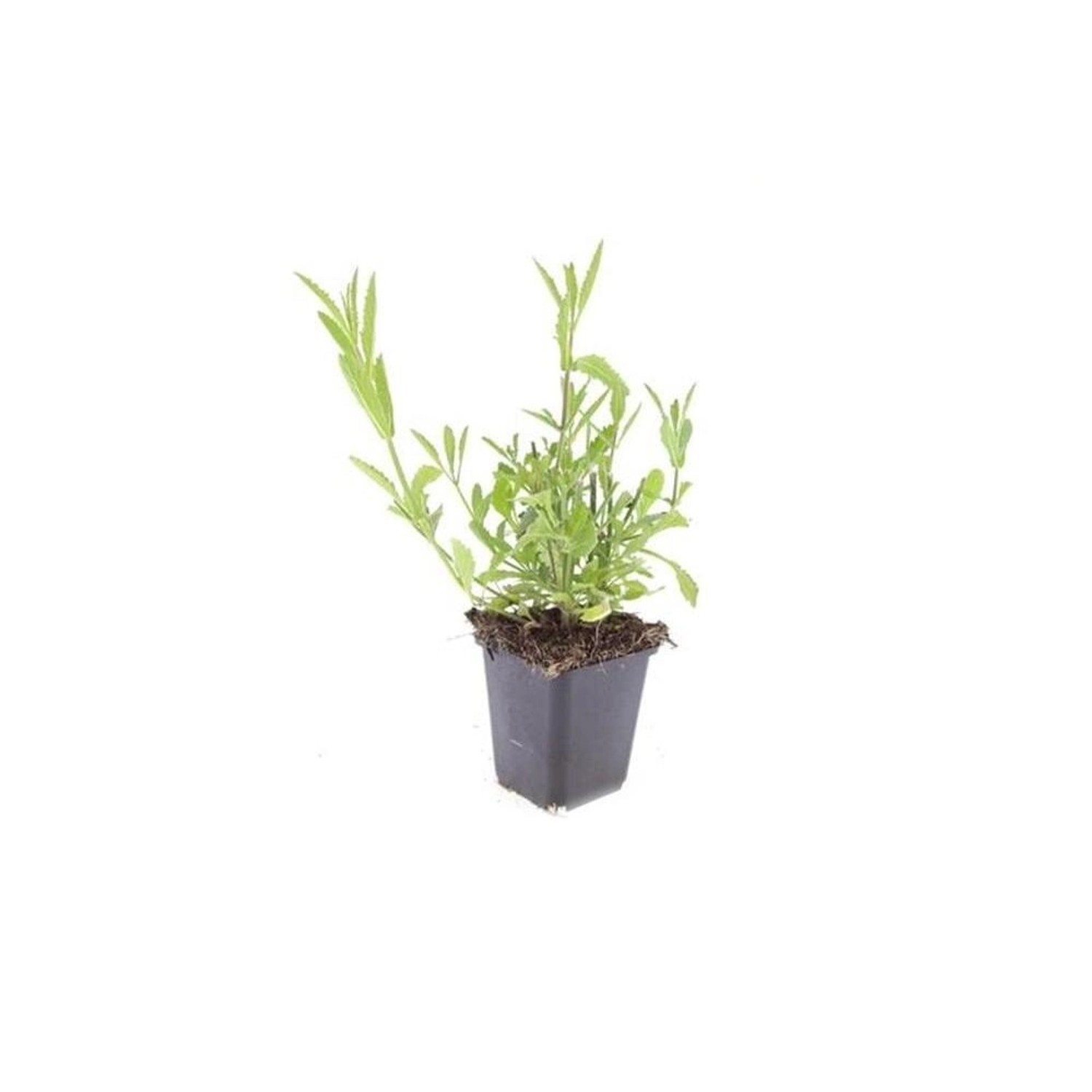 Exotenherz Zierstaude Eisenkraut Verbena Bonariensis 9cm Topf Set mit 12 Pf günstig online kaufen