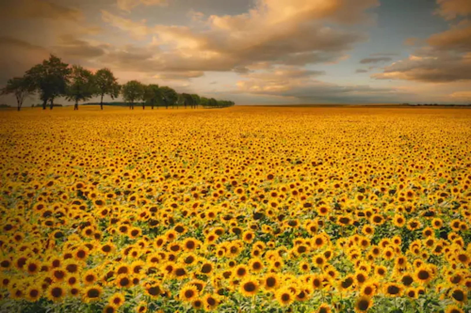 Papermoon Fototapete »Photo-Art PIOTR KROL (BAX), SONNENBLUMEN« günstig online kaufen