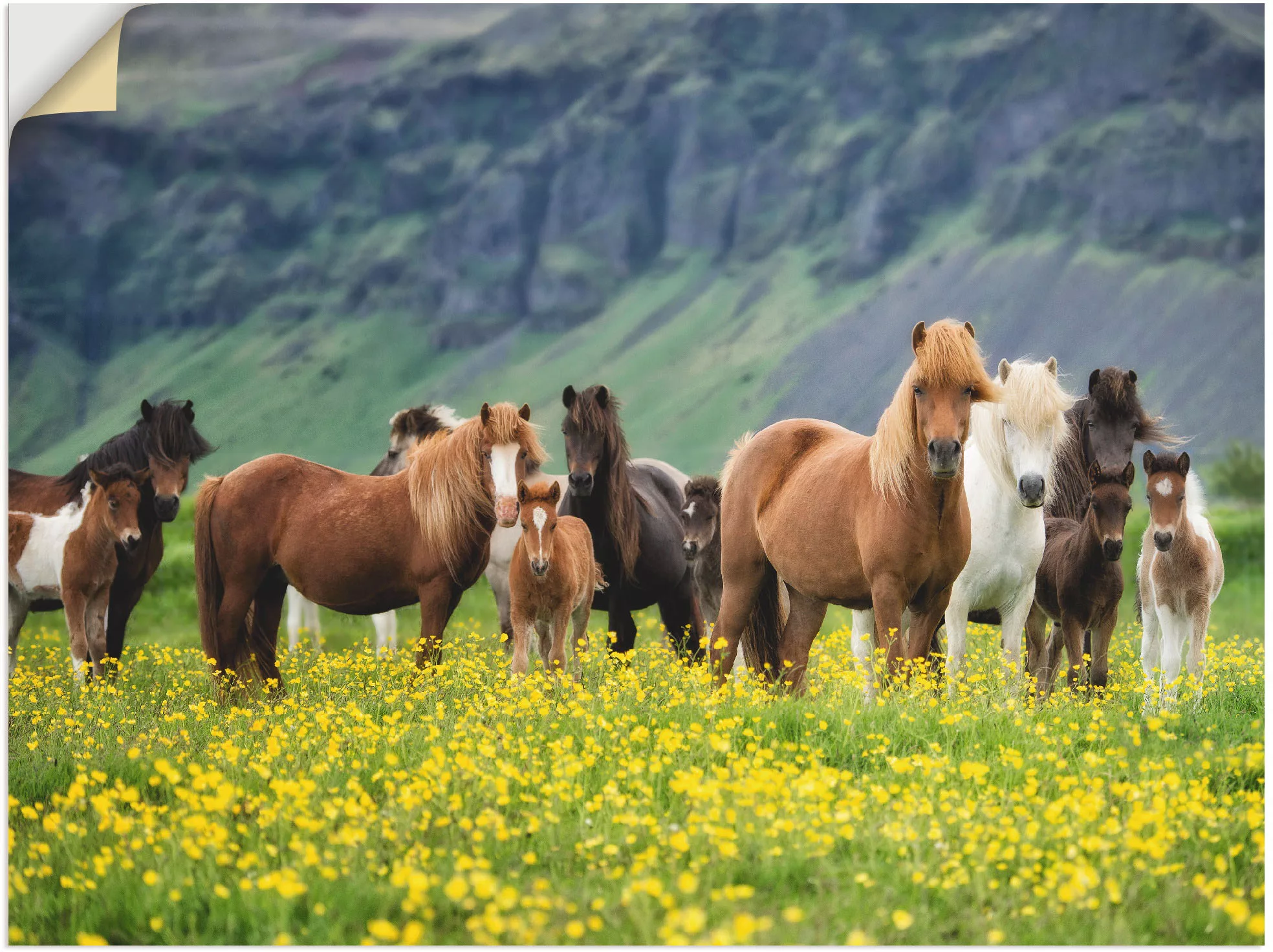 Artland Wandbild »Isländische Pferde VII«, Haustiere, (1 St.), als Leinwand günstig online kaufen
