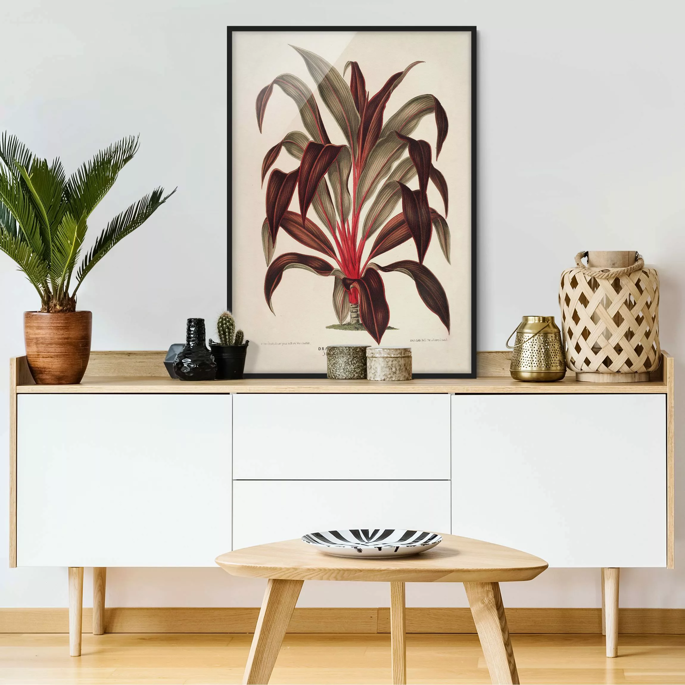 Bild mit Rahmen Blumen - Hochformat Botanik Vintage Illustration Drachenbau günstig online kaufen