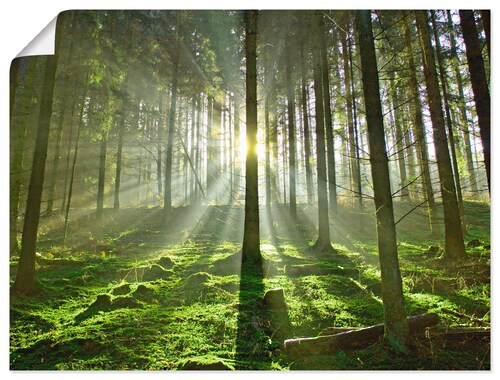 Artland Wandbild "Wald im Gegenlicht", Wald, (1 St.), als Leinwandbild, Pos günstig online kaufen