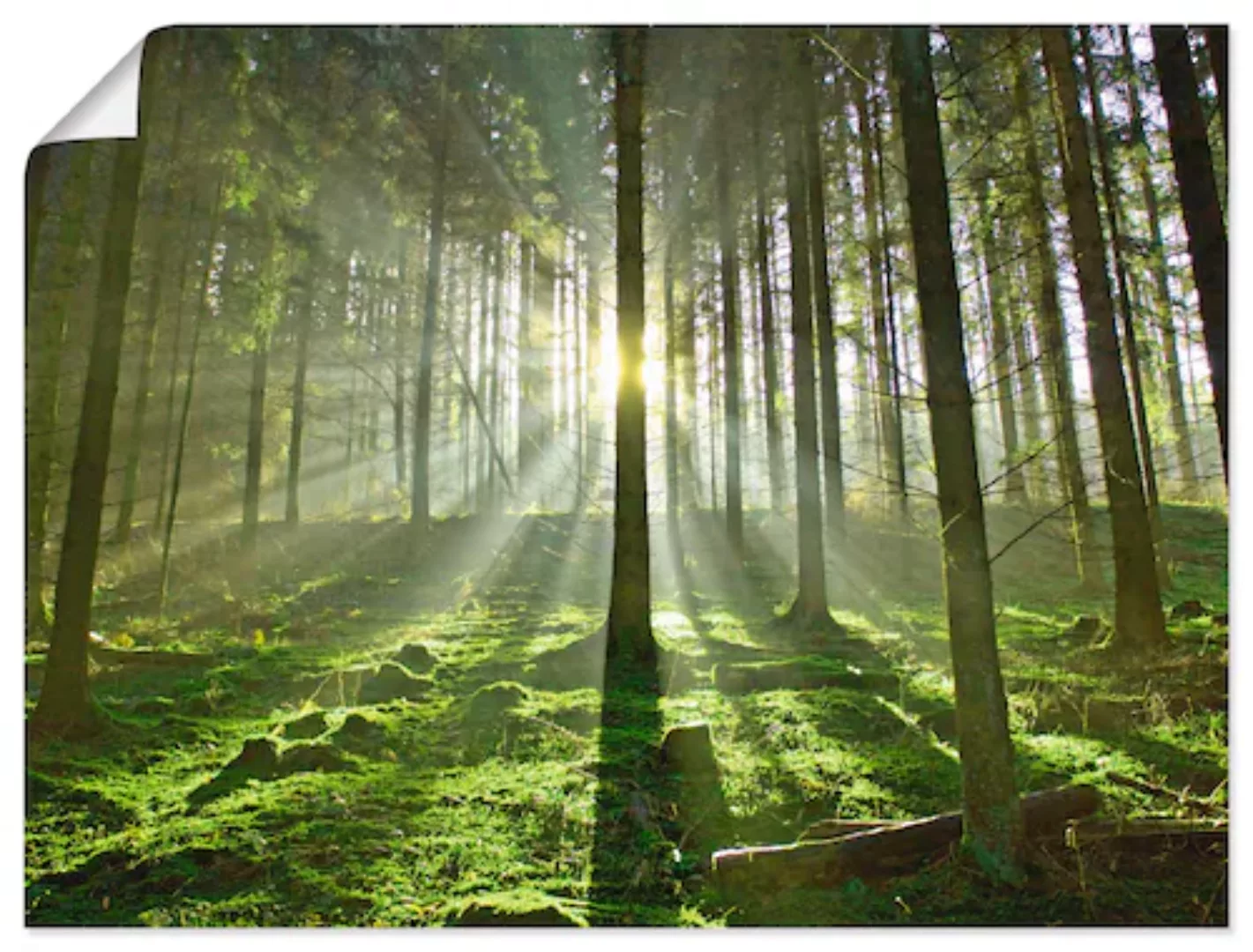 Artland Wandbild "Wald im Gegenlicht", Wald, (1 St.) günstig online kaufen