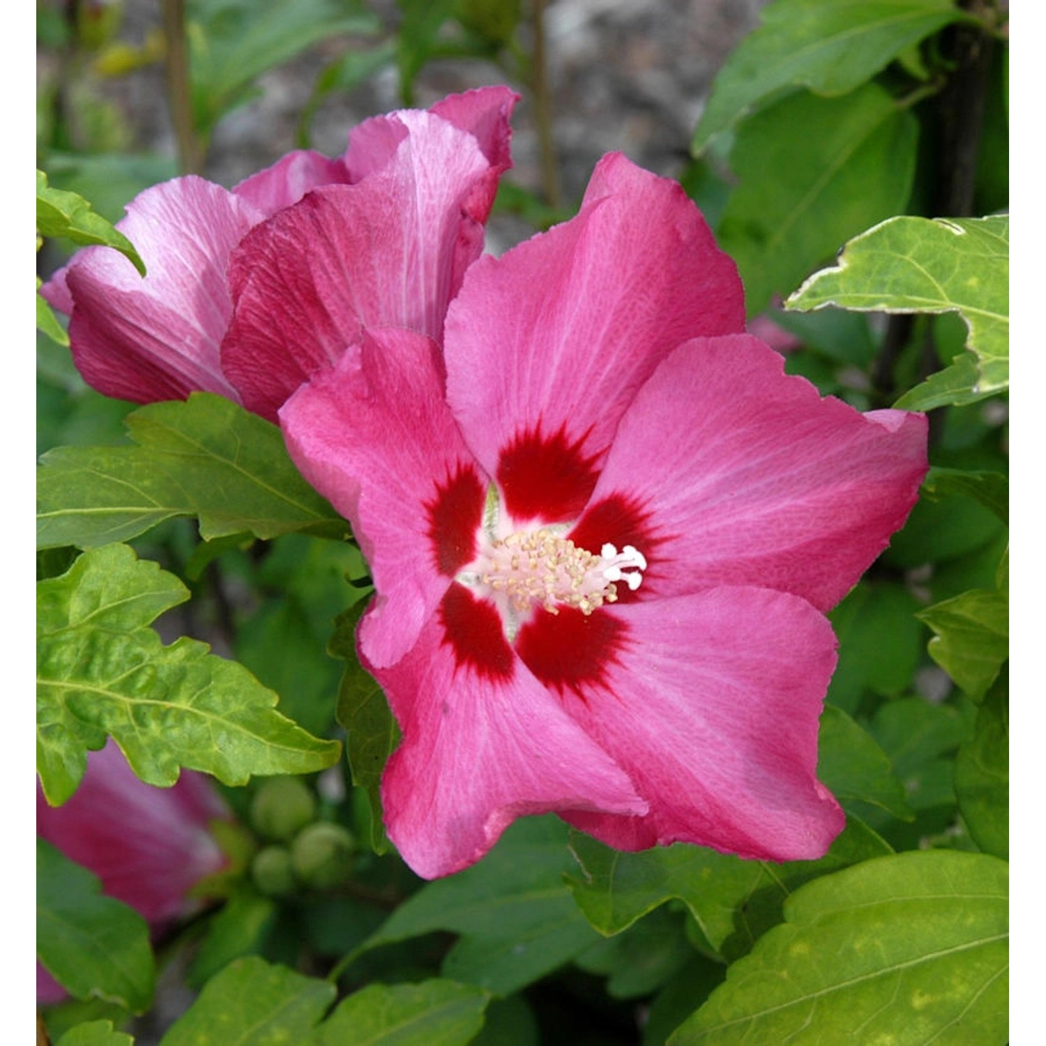 Rosen Eibisch Woodbridge 80-100cm - Hibiscus günstig online kaufen