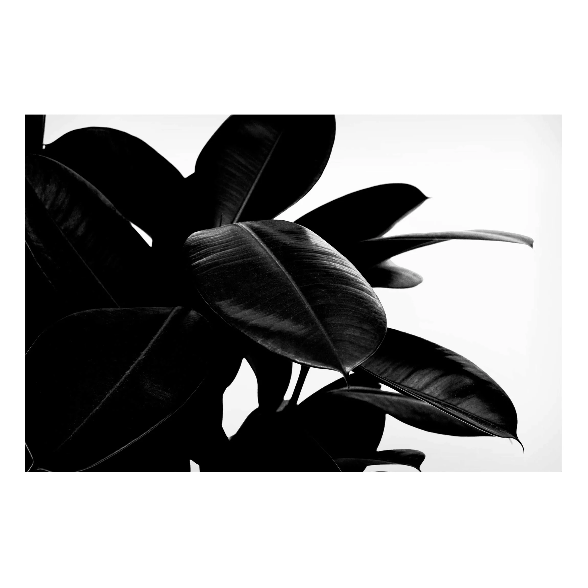 Magnettafel Gummibaum Blätter Schwarz Weiß günstig online kaufen