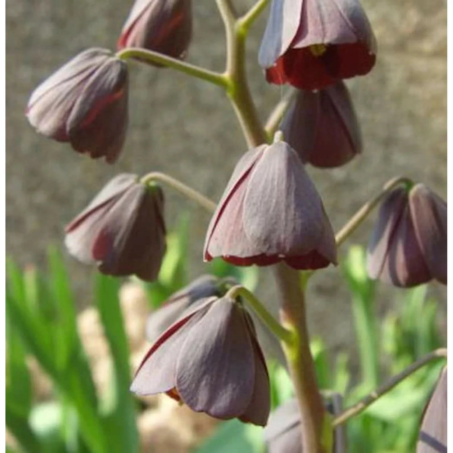 Persische Schachbrettblume - Fritillaria persica günstig online kaufen