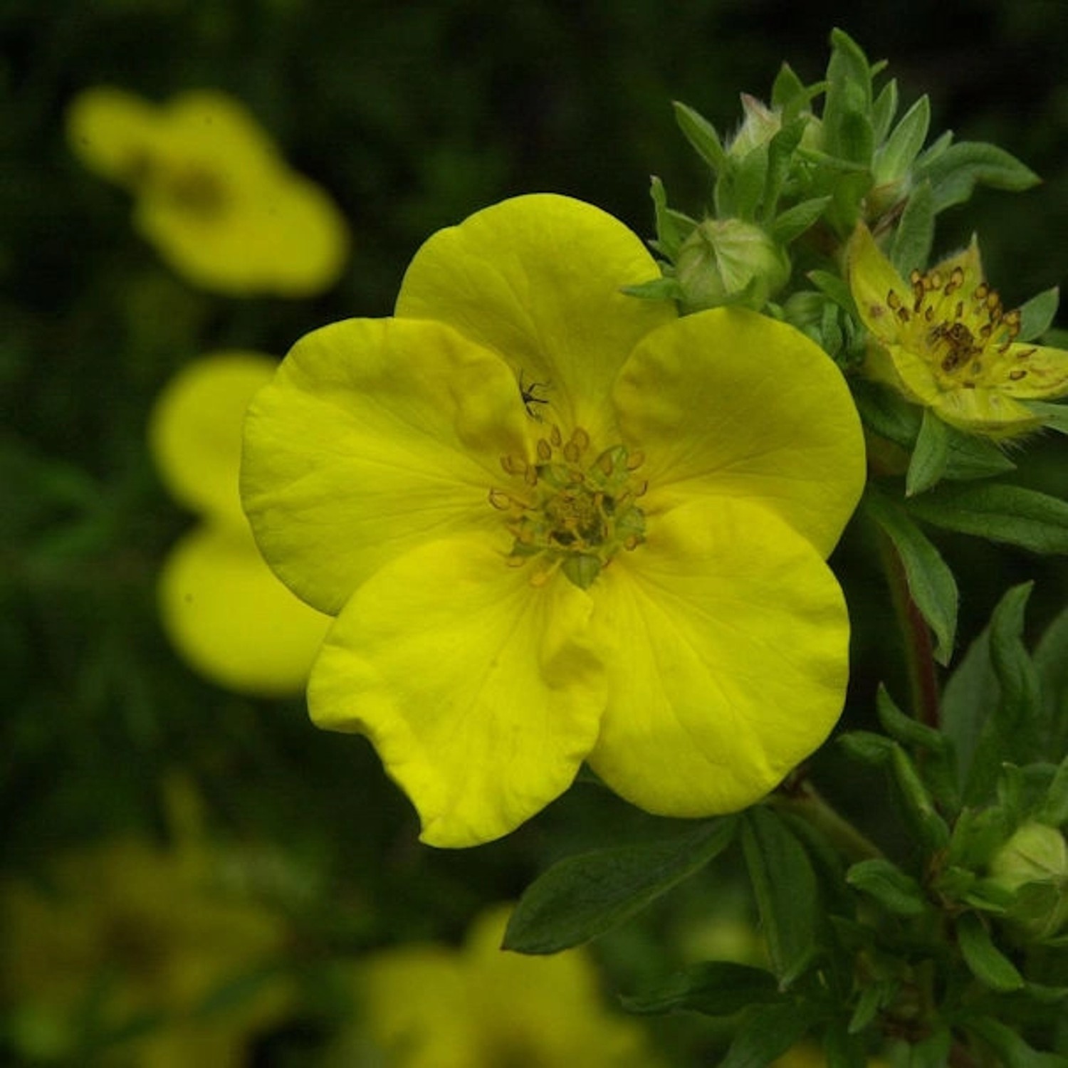 10x Kleiner Spierstrauch Goldfinger - Potentilla fruticosa günstig online kaufen