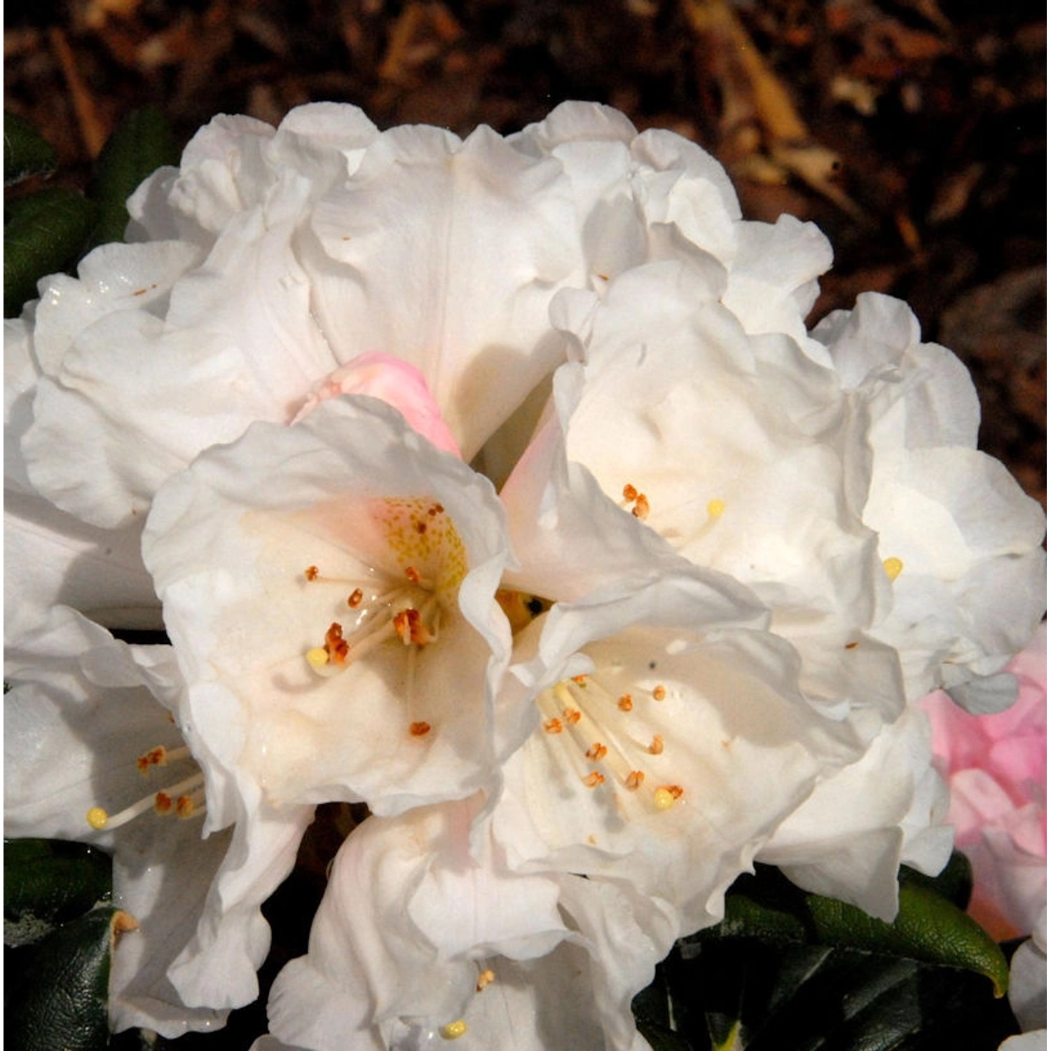 Rhododendron Koichiro Wada 40-50cm - Alpenrose günstig online kaufen