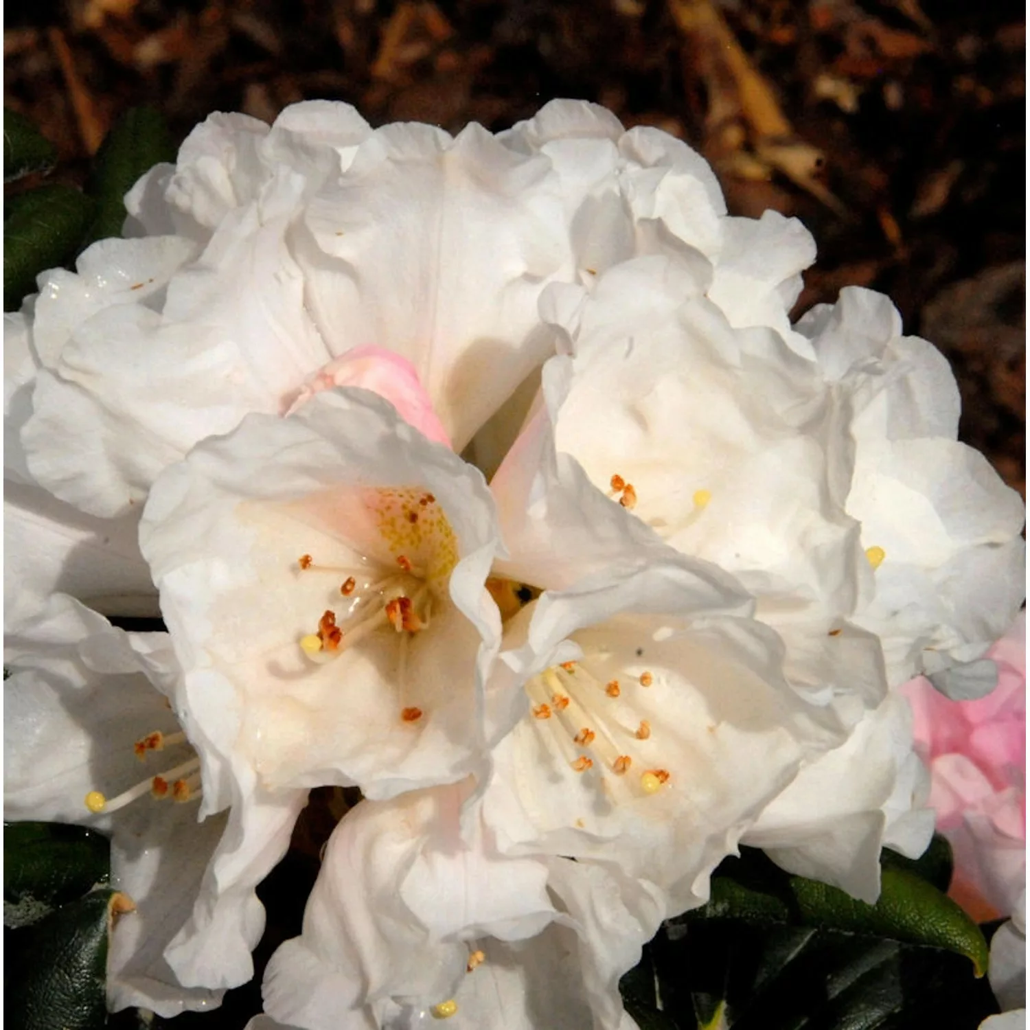 INKARHO - Rhododendron Koichiro Wada 15-20cm - Alpenrose günstig online kaufen