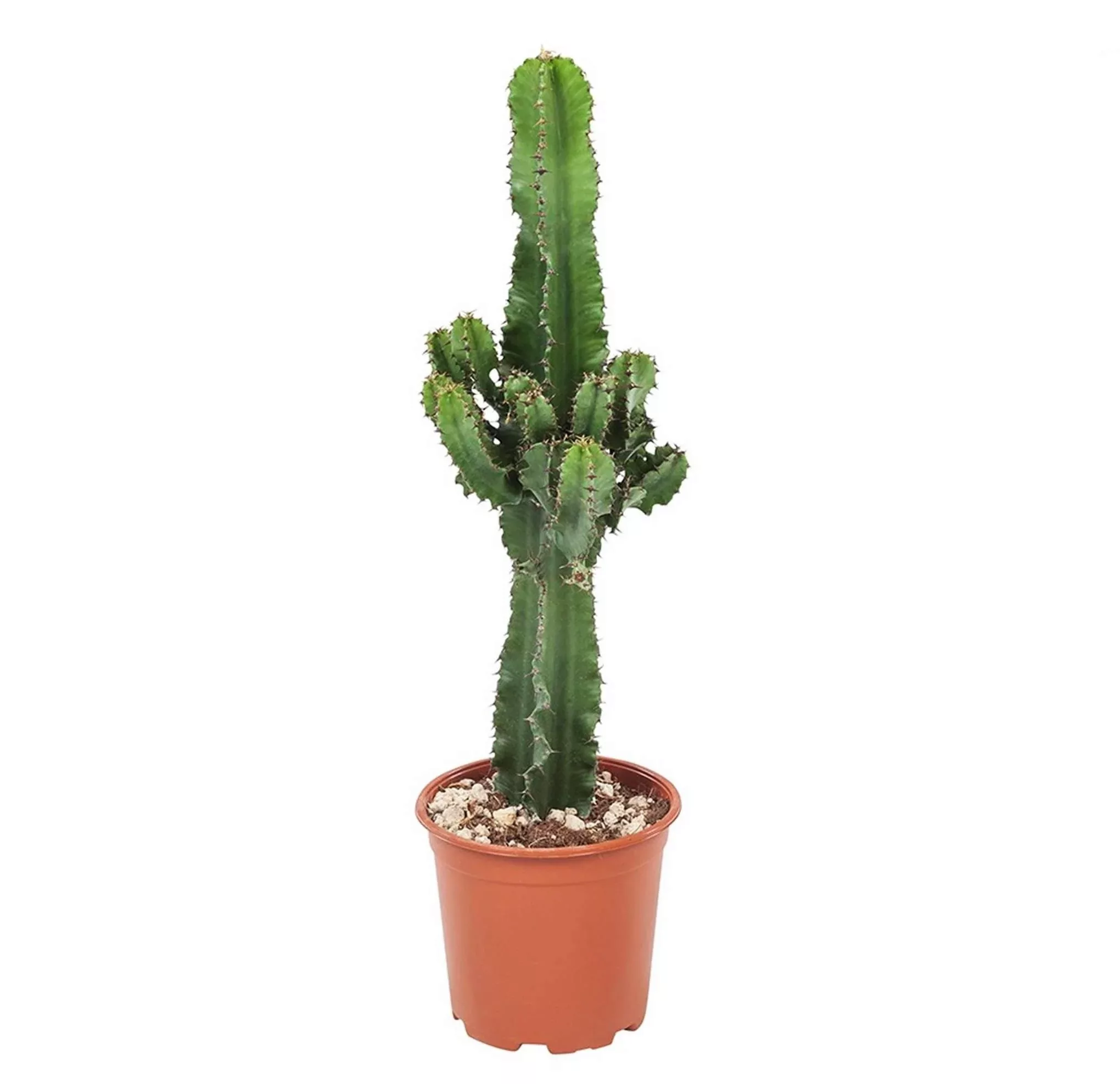 Perfect Plant | Kaktus Euphorbia günstig online kaufen