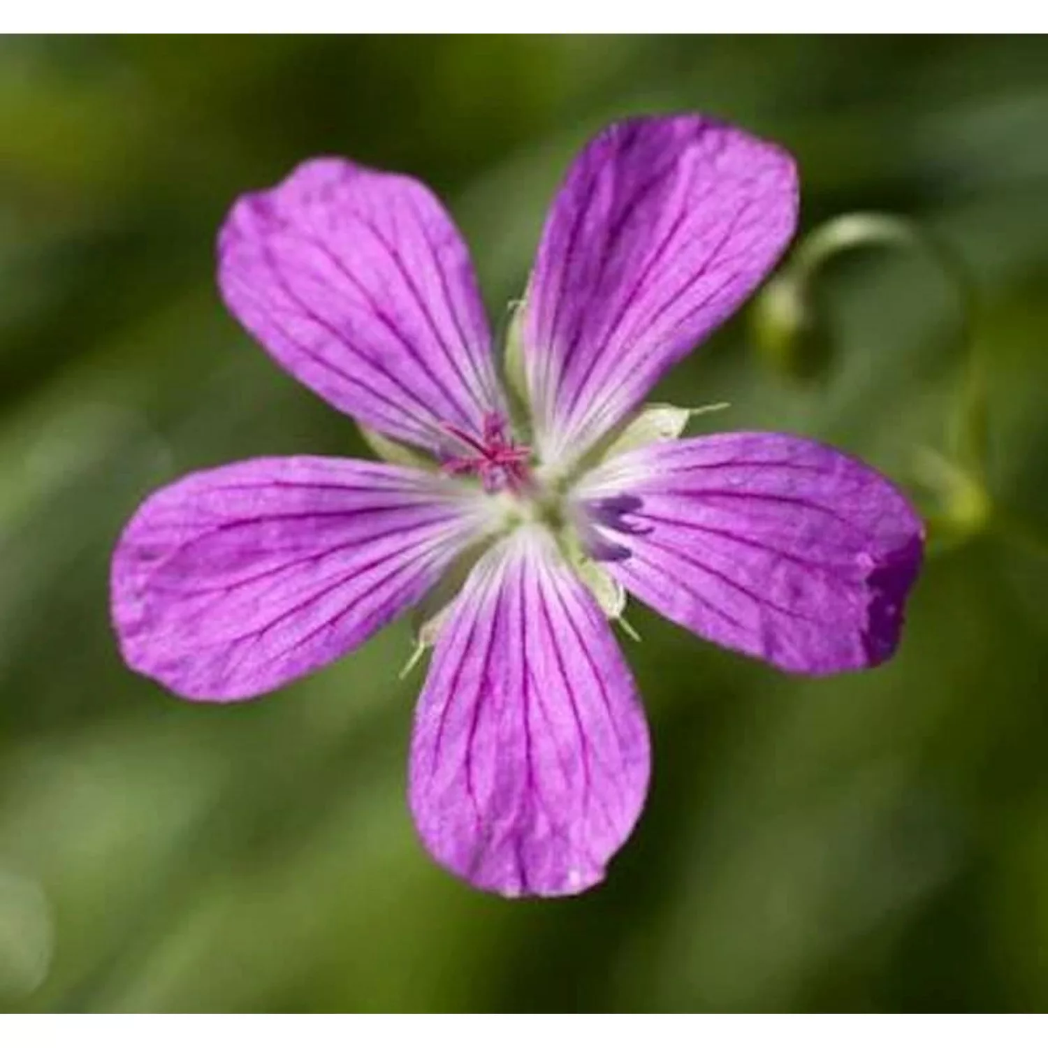 Sumpf Storchschnabel - Geranium palustre günstig online kaufen