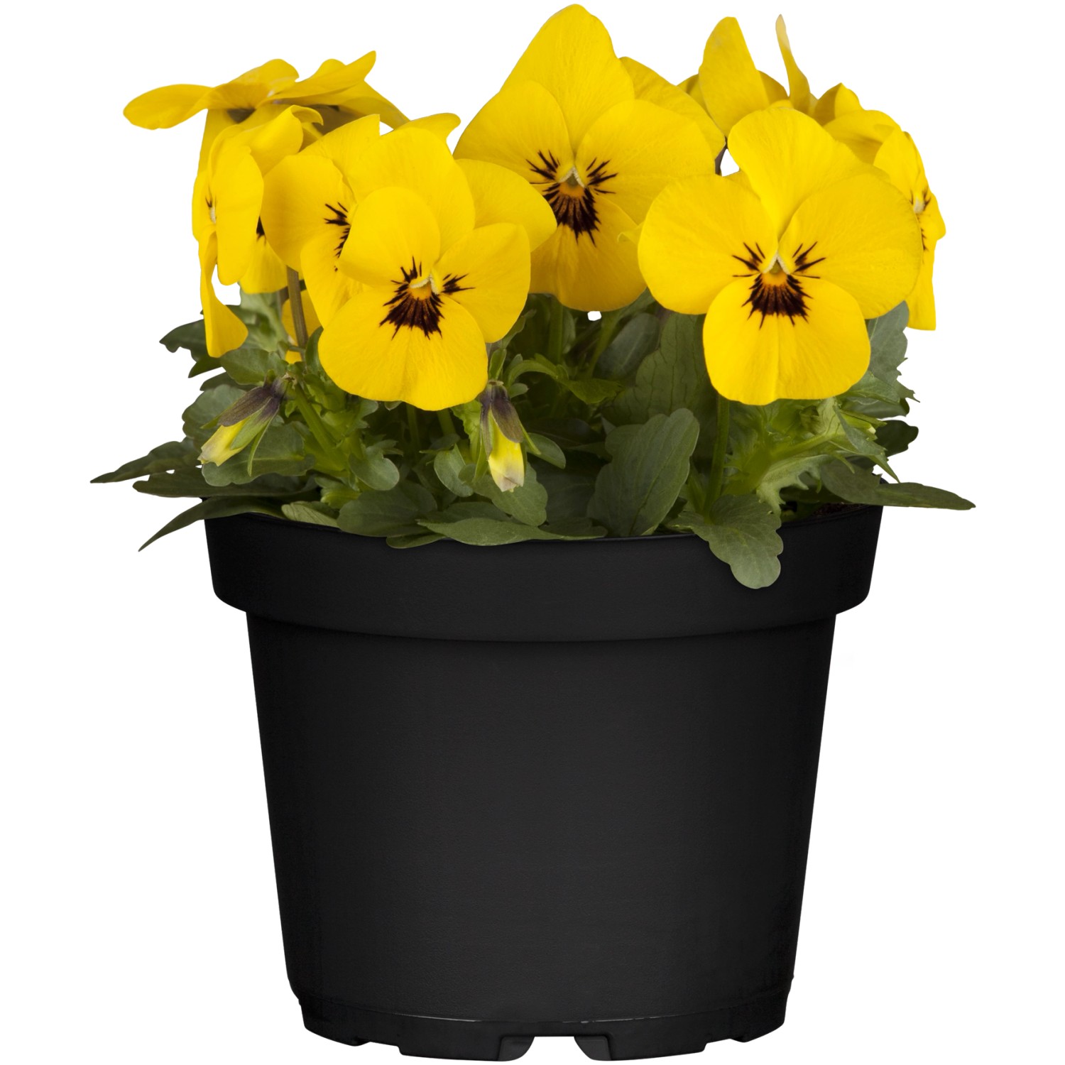 Hornveilchen Gelb Topf-Ø ca. 9 cm Viola cornuta günstig online kaufen