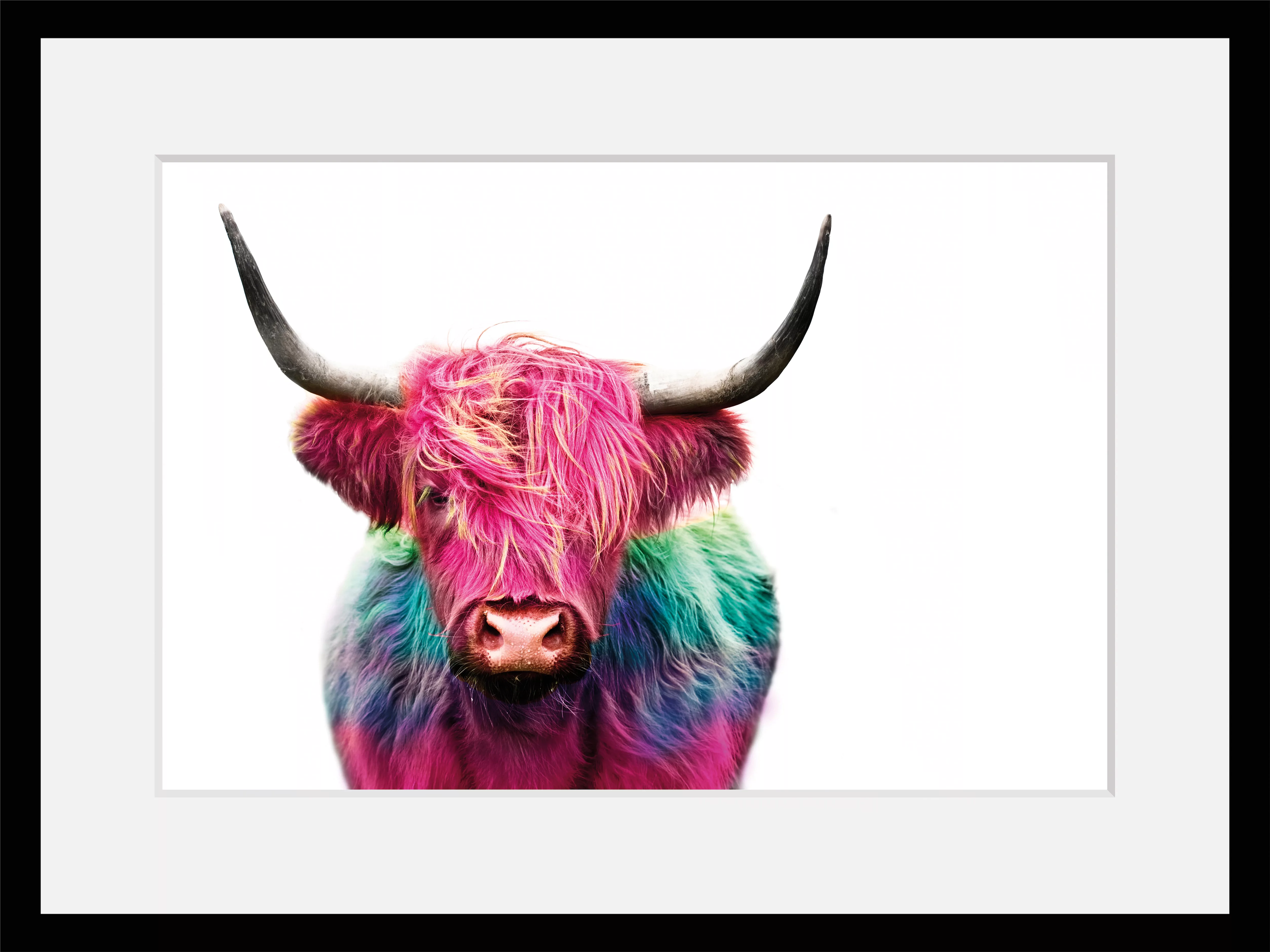 queence Bild "Yak", Kuh-Kuhbilder-Kunst-Foto, HD Premium Poster-Druck inkl. günstig online kaufen