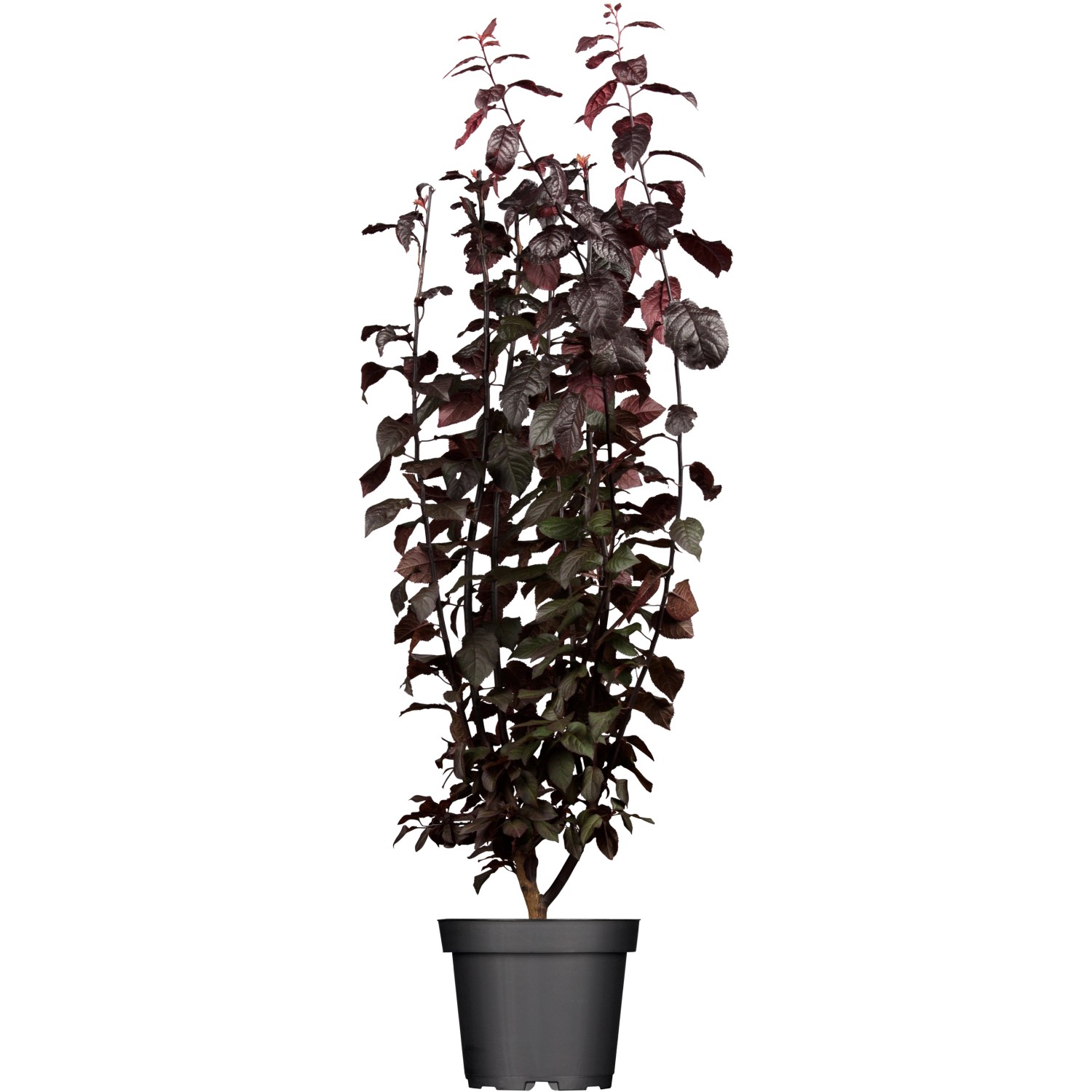 OBI Blutpflaume Nigra Rosa Höhe ca. 60 - 80 cm Topf ca. 7 l Prunus günstig online kaufen