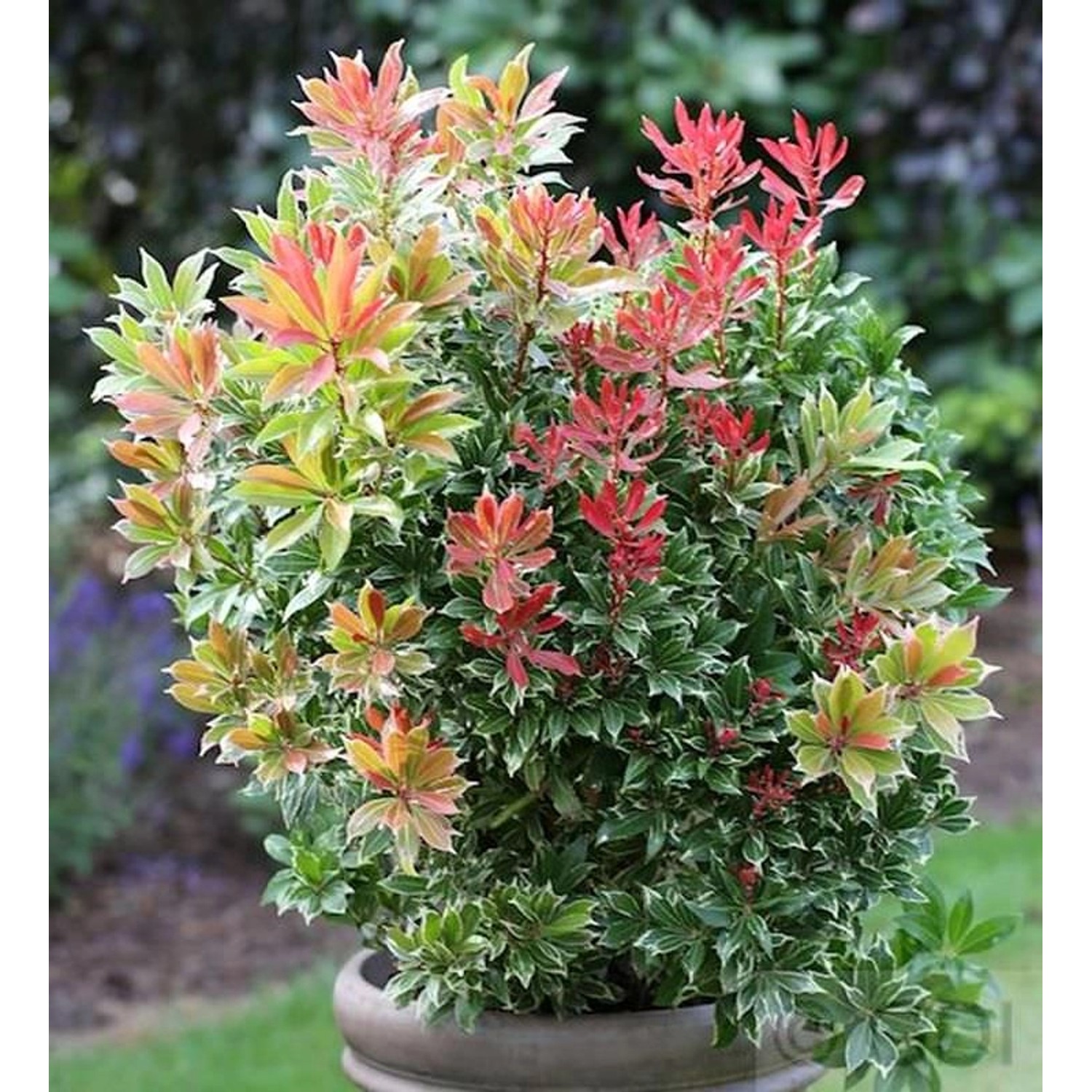 Schattenglöckchen Lavendelheide Carneval 30-40cm - Pieris japonica günstig online kaufen