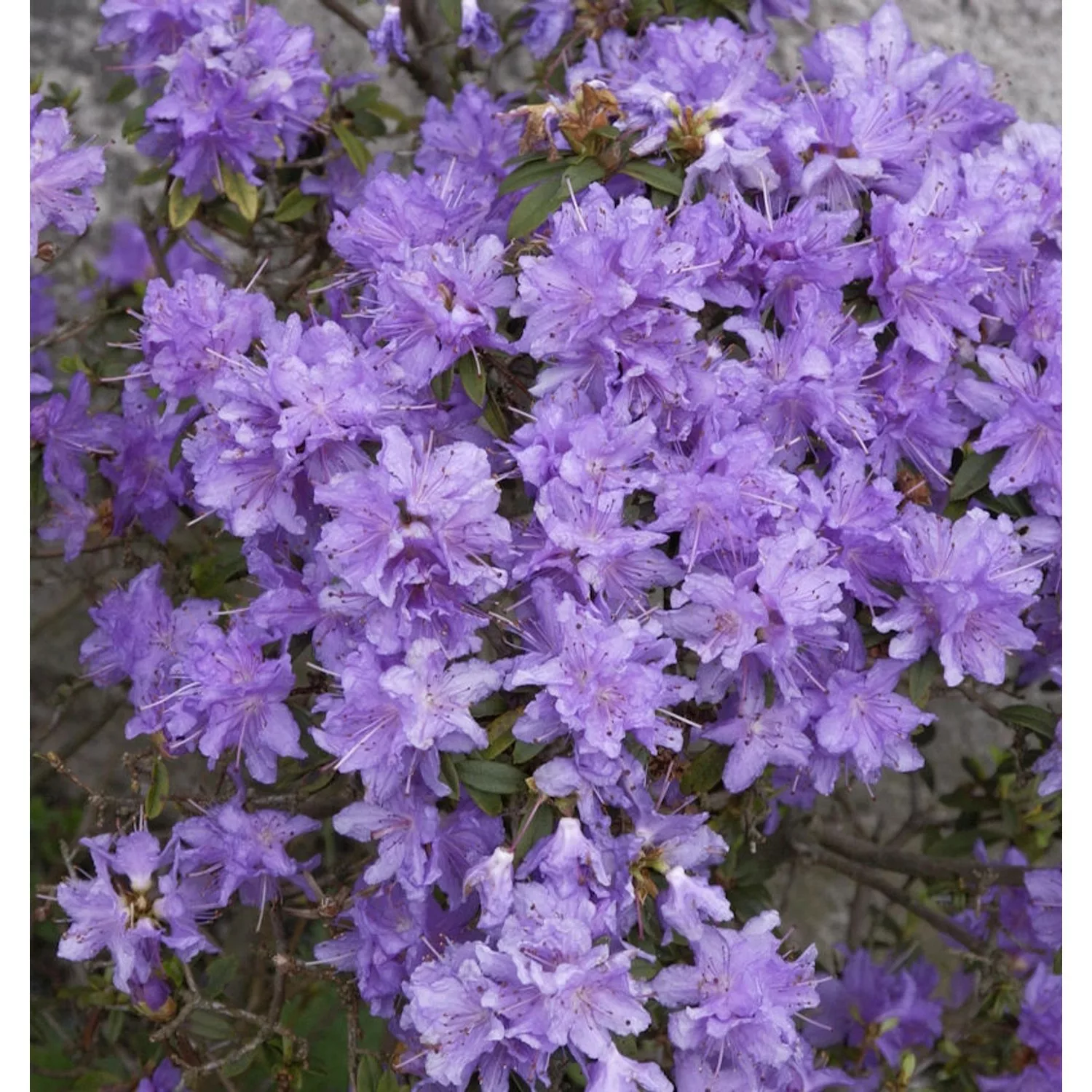 Zwerg Rhododendron Blumeria 15-20cm - Rhododendron impeditum - Zwerg Alpenr günstig online kaufen