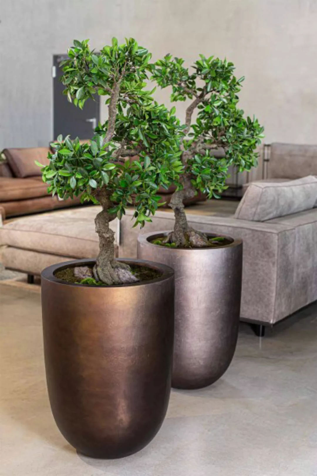 Chinesischer Feigenbaum, Ficus Bonsai Kunstpflanze günstig online kaufen