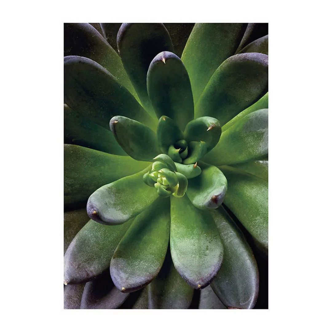 Komar Wandbild Succulent Single Pflanzen B/L: ca. 30x40 cm günstig online kaufen