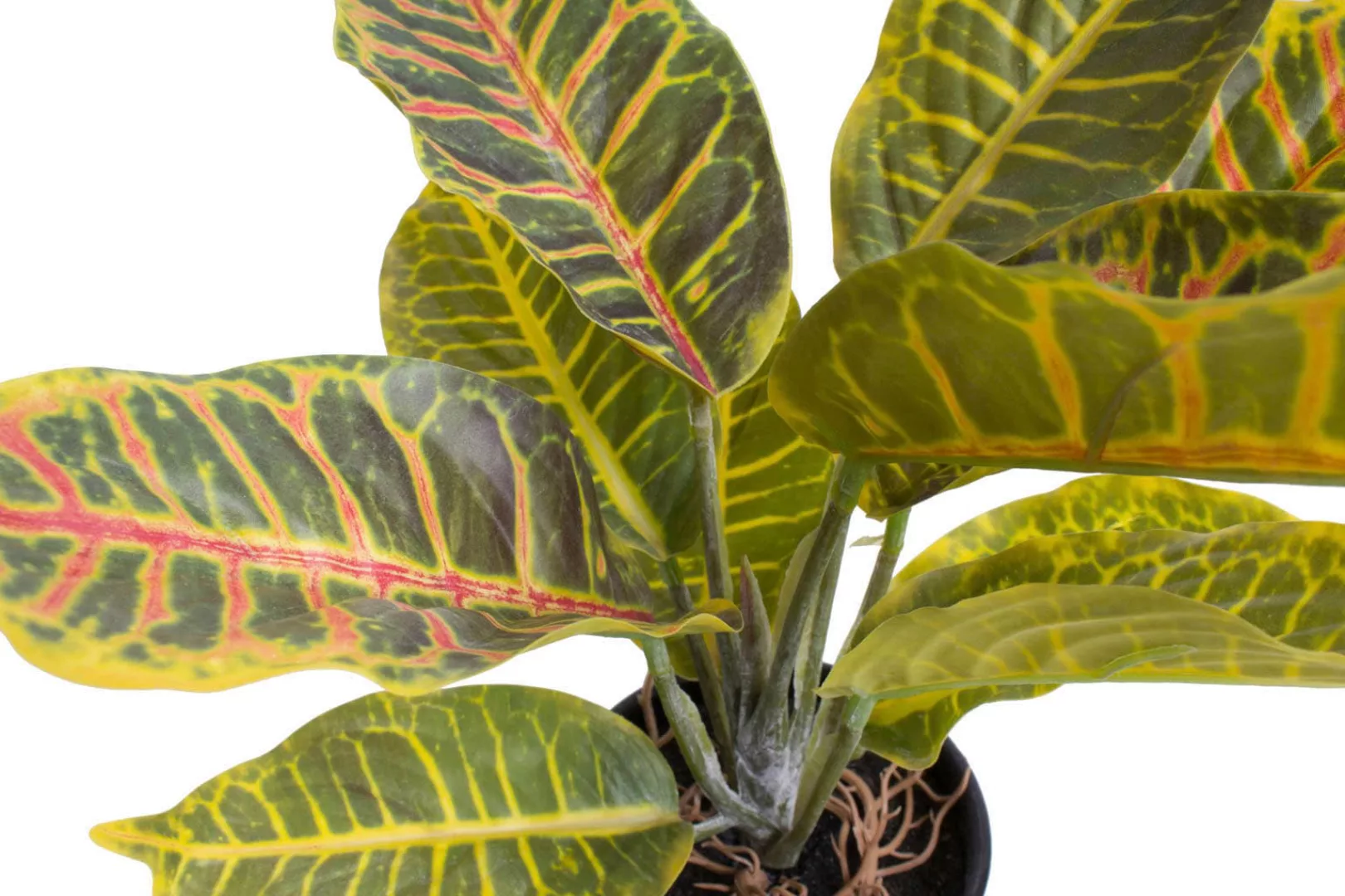 Botanic-Haus Künstliche Zimmerpflanze "Croton" günstig online kaufen