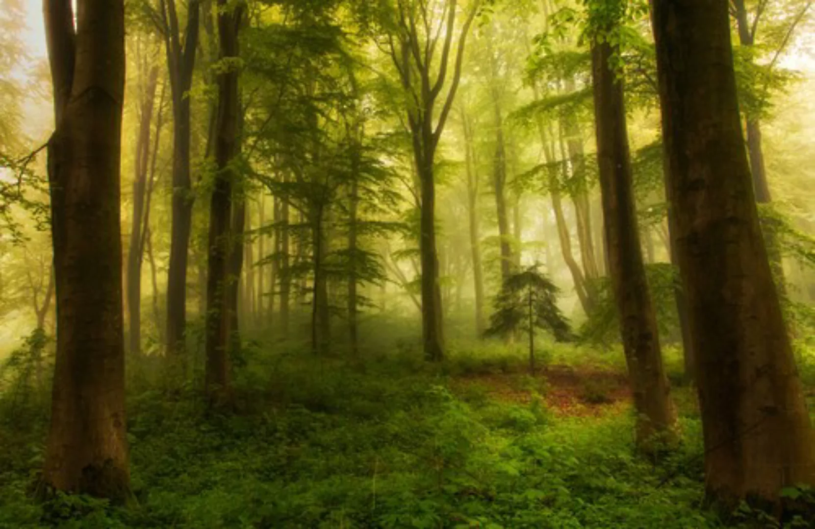 Papermoon Fototapete »Photo-Art LEIF LONDAL, DER KLEINE BAUM« günstig online kaufen