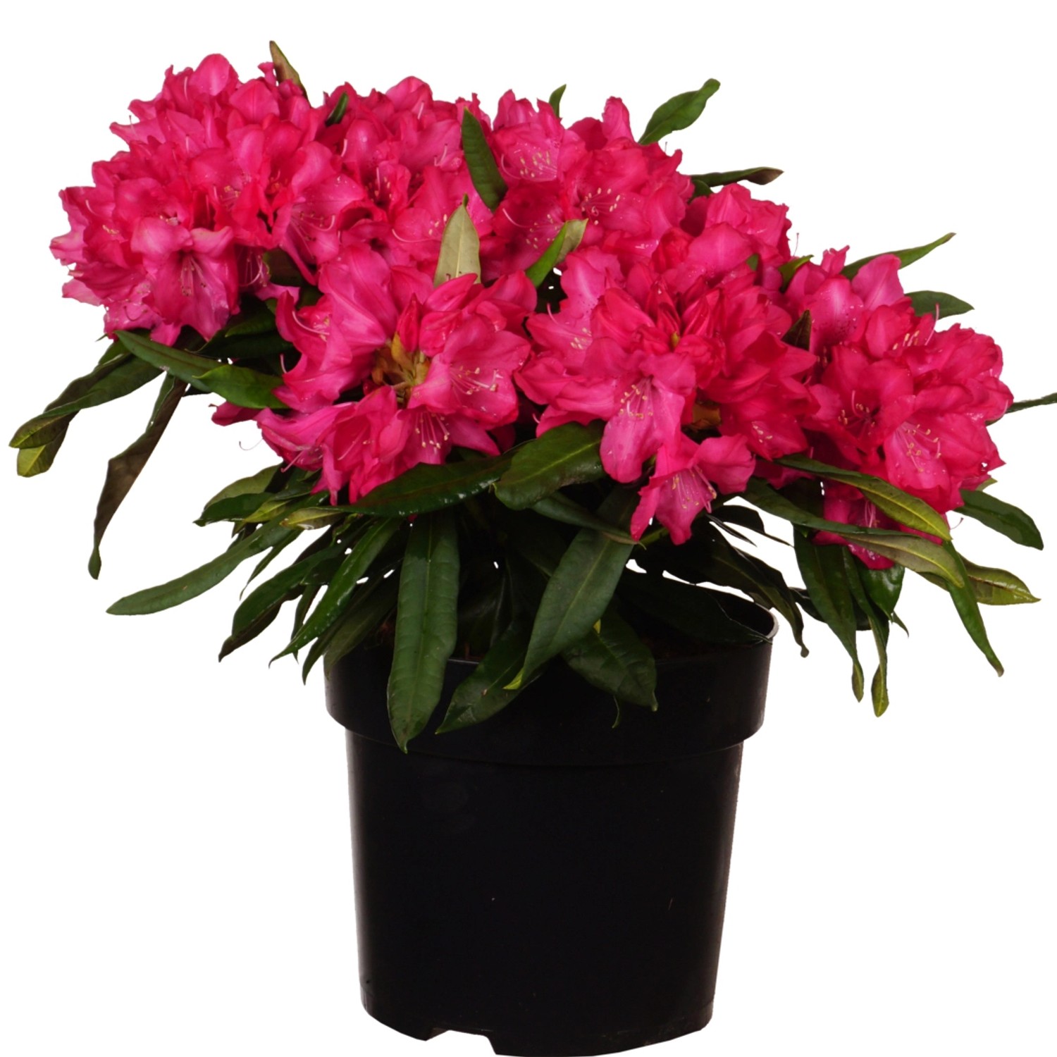 Alpenrose Diamant Höhe ca. 30-40 cm Topf ca. 6 l Rhododendron günstig online kaufen