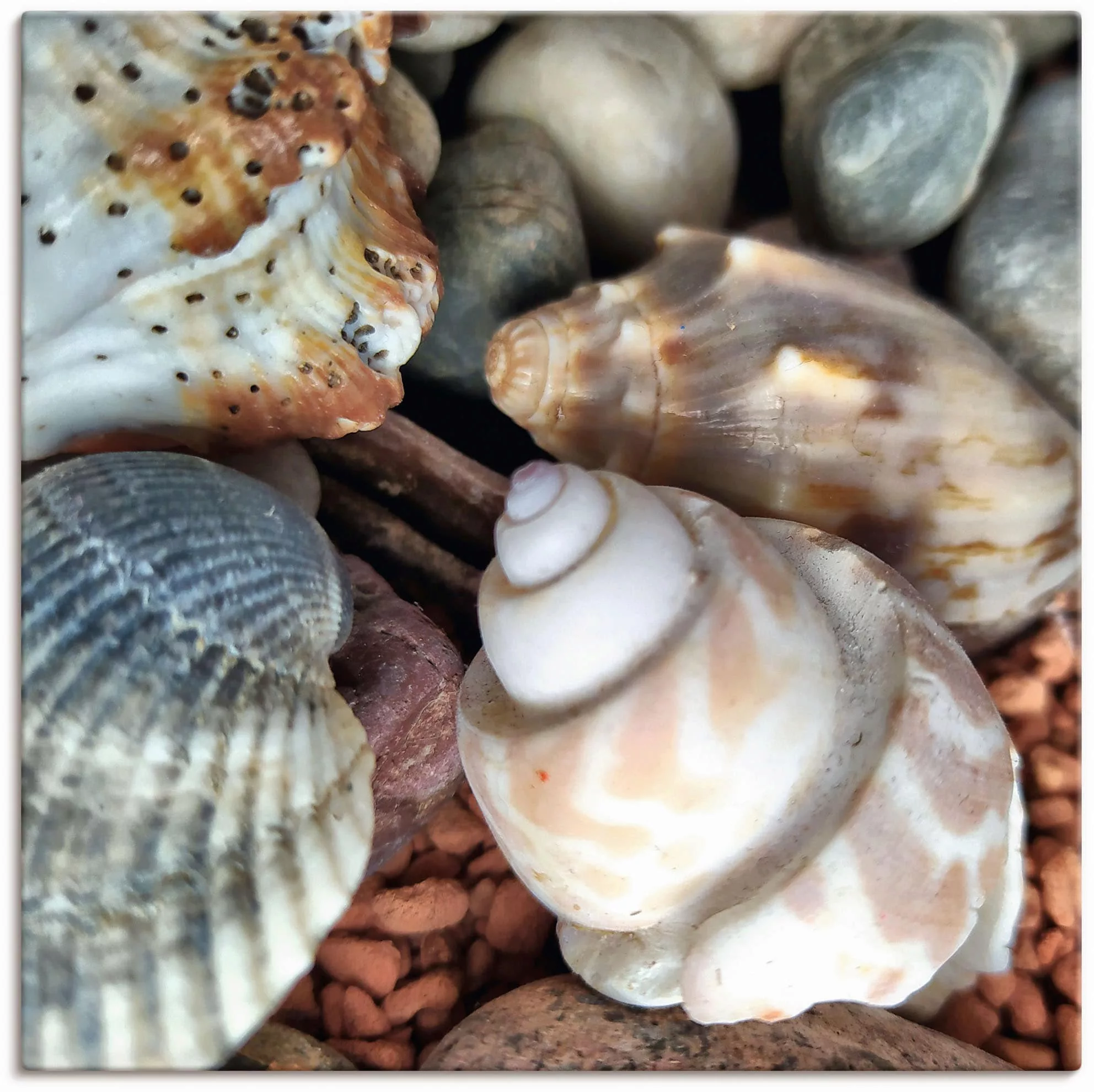Artland Leinwandbild »Kleine Muschelschätze«, Meer, (1 St.), auf Keilrahmen günstig online kaufen