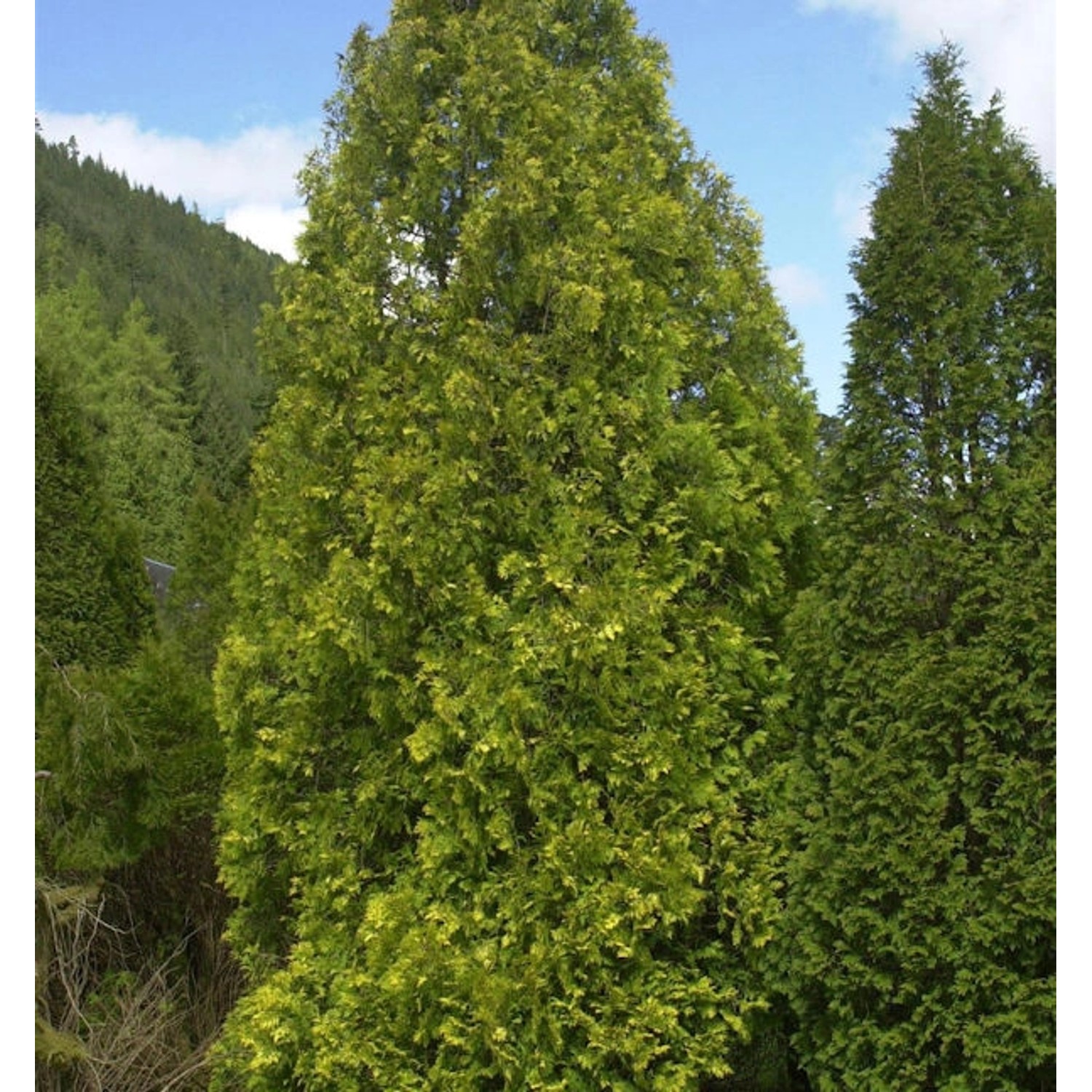 Gelber Riesenlebensbaum 80-100cm - Thuja plicata günstig online kaufen