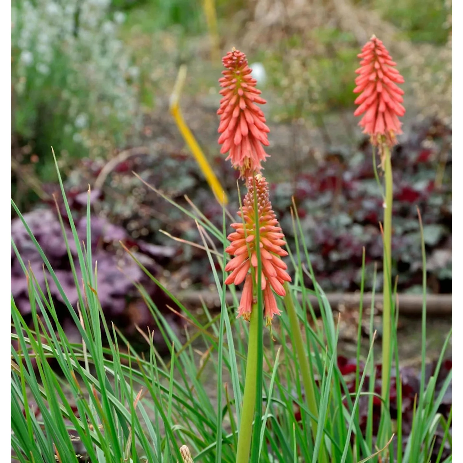 Fackellilie Poco Red - großer Topf - Kniphofia uvaria günstig online kaufen