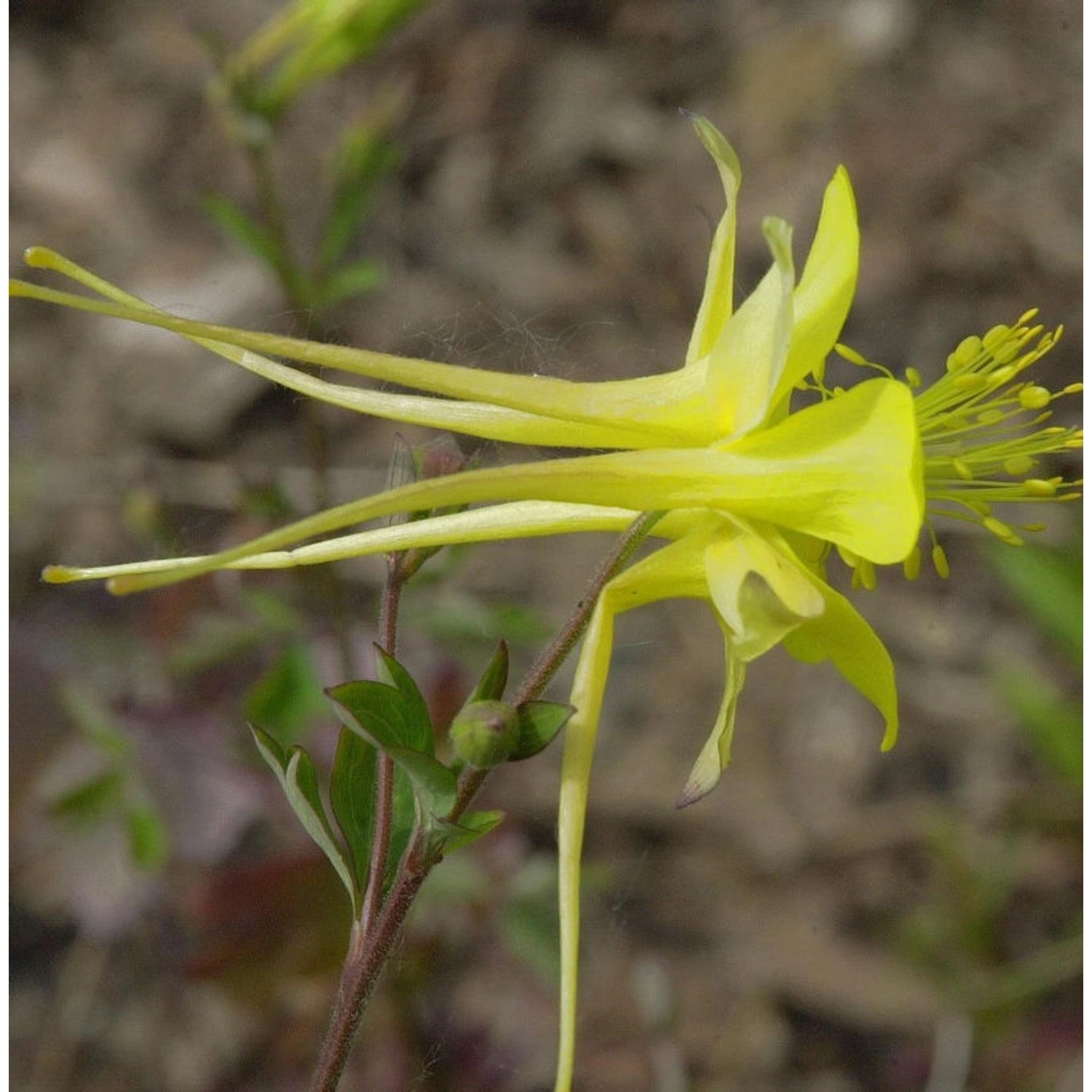 Akelei Denver Gold - Aquilegia chrysantha günstig online kaufen