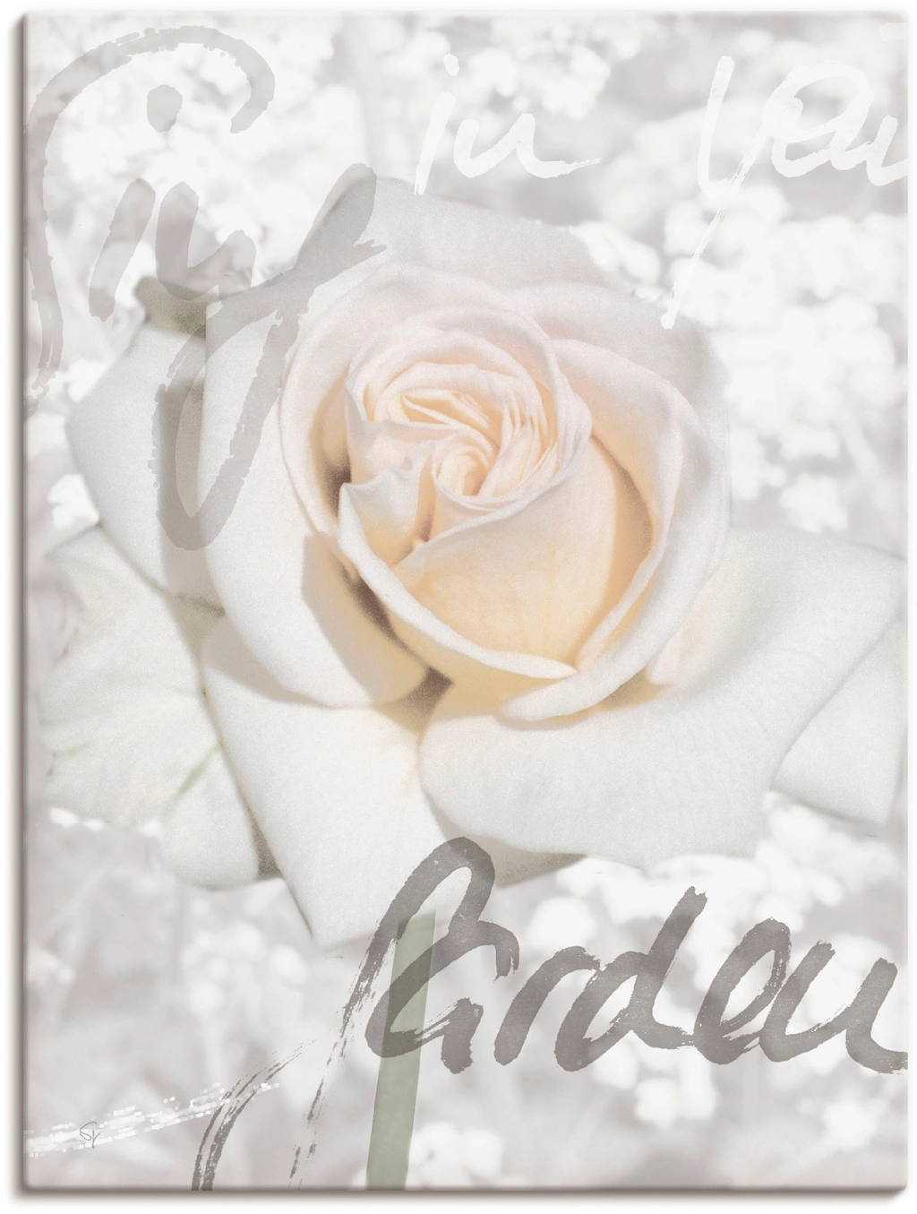 Artland Wandbild "In Lettern - Rose", Blumen, (1 St.), als Alubild, Outdoor günstig online kaufen