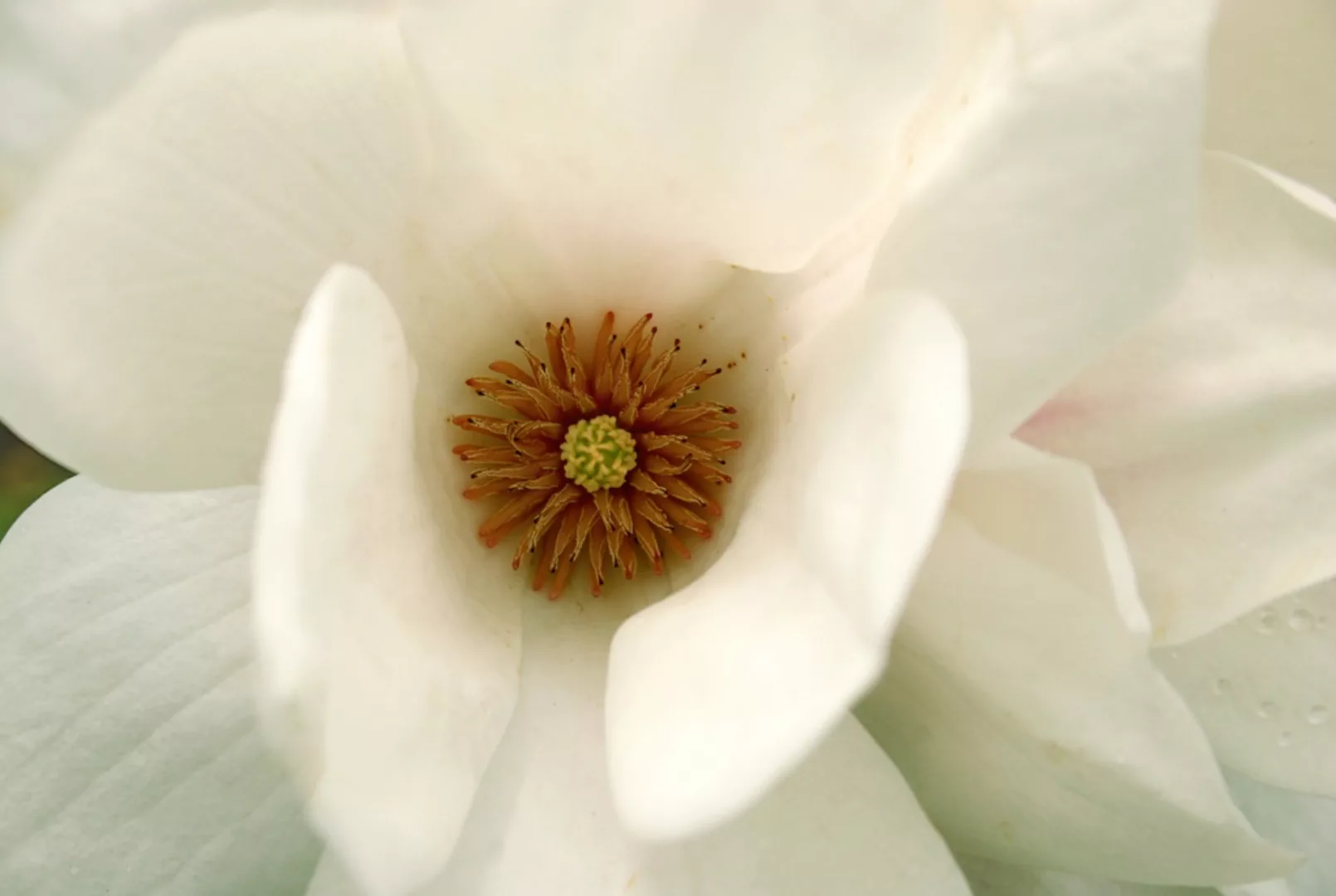 queence Wandsticker "White Love", (1 St.), Selbstklebend, kinderleichte Anb günstig online kaufen