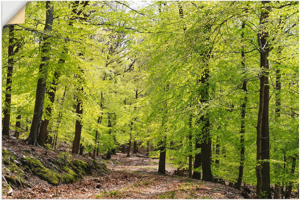 Artland Wandbild "Die Buchen im Frühling", Wald, (1 St.), als Alubild, Outd günstig online kaufen