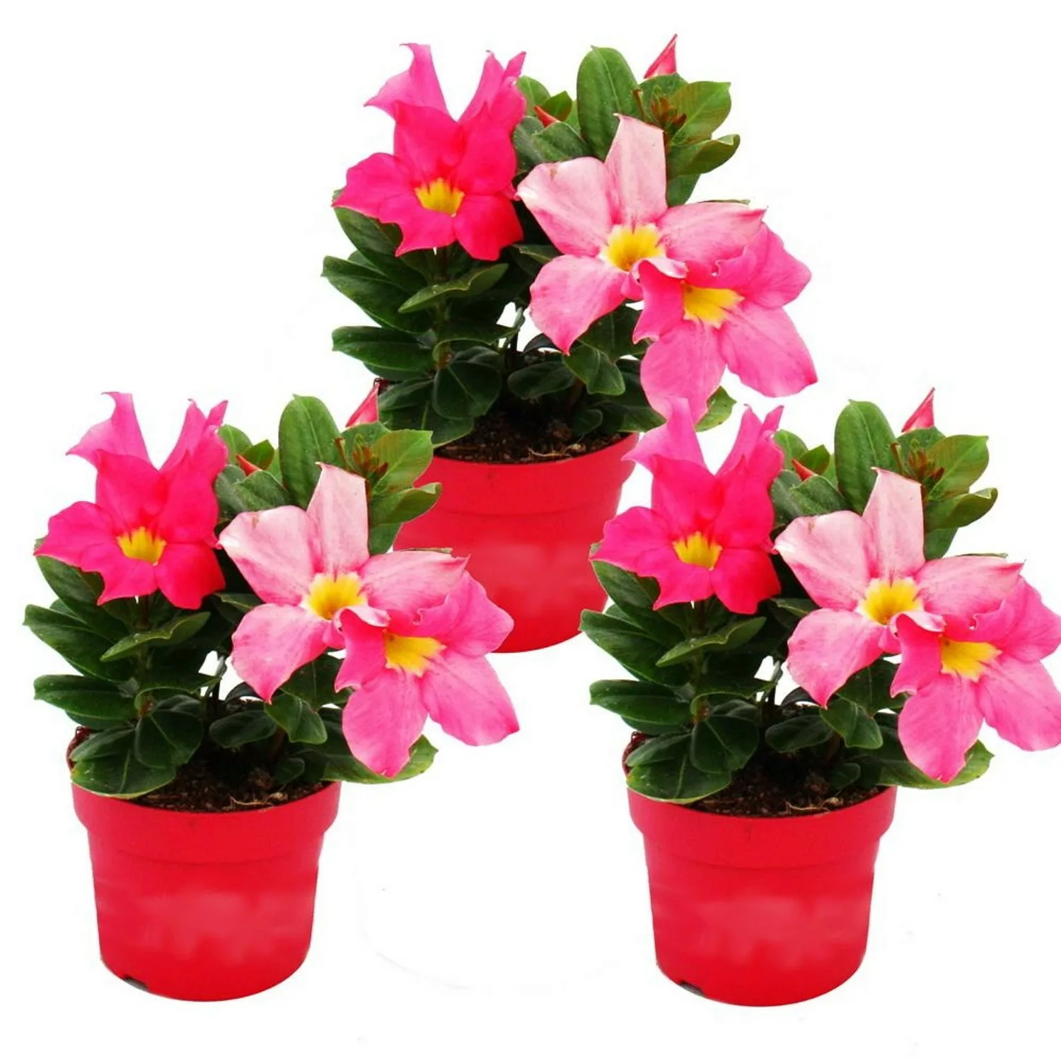 Exotenherz Dipladenia Chilenischer Jasmin 10cm Topf Set mit 3 Pflanzen Rosa günstig online kaufen