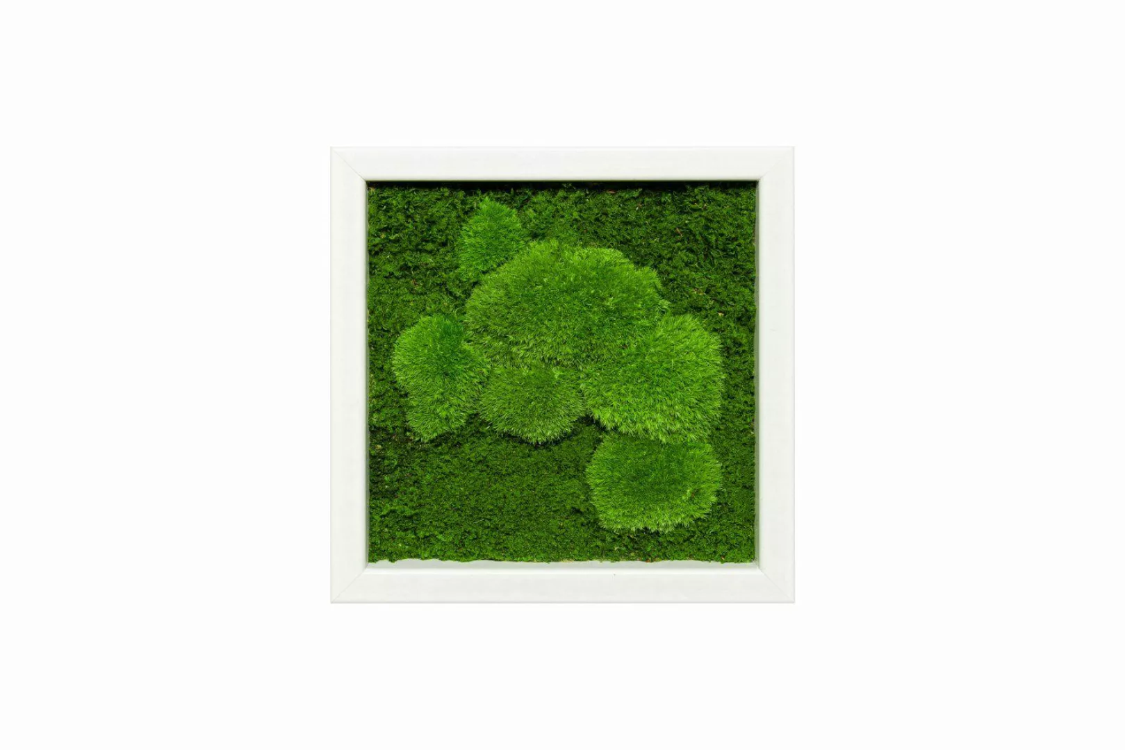 Moos-Design Bild Moosbild Fifty Fifty Design günstig online kaufen