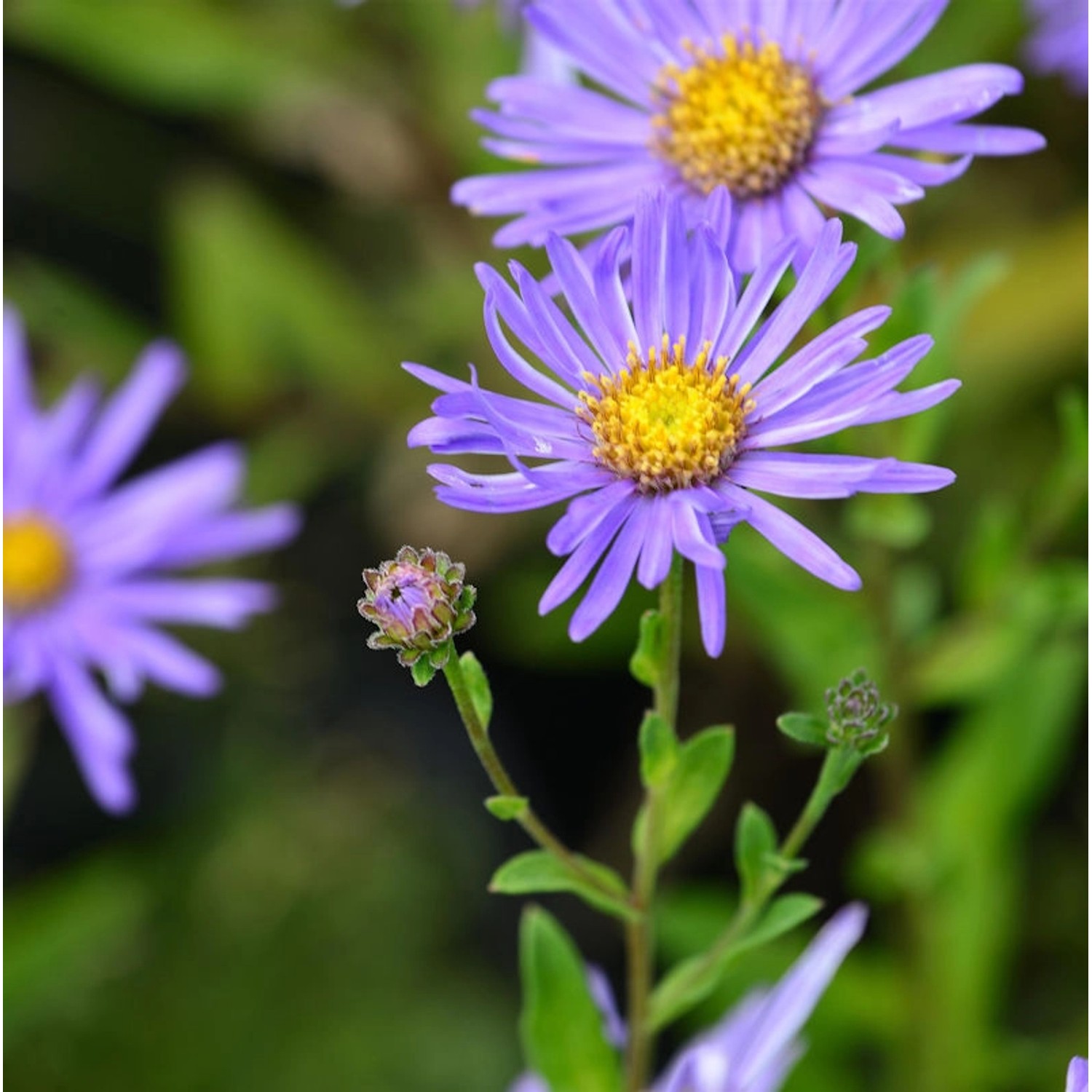 Sommeraster Breslau - Aster alpinus günstig online kaufen