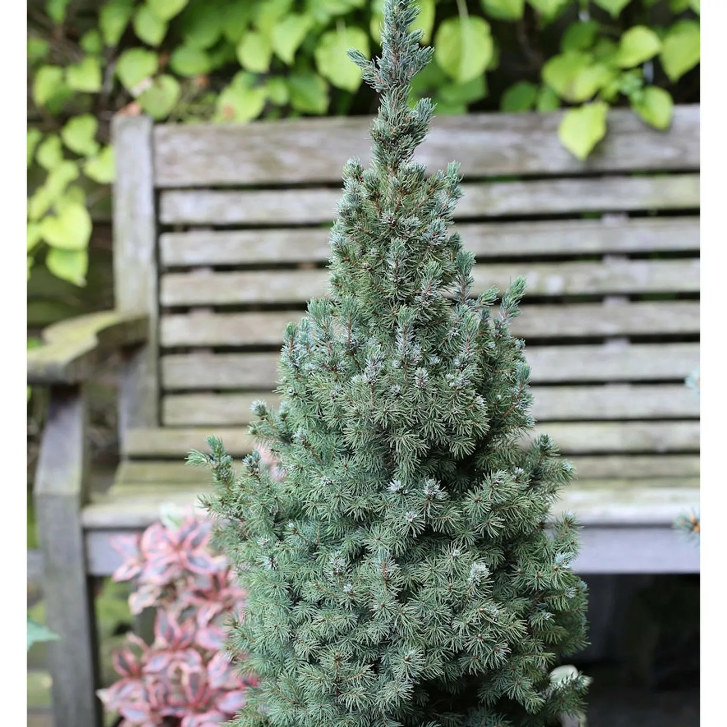 Zwerg Zuckerhut Fichte Sanders Blue 50-60cm - Picea glauca günstig online kaufen