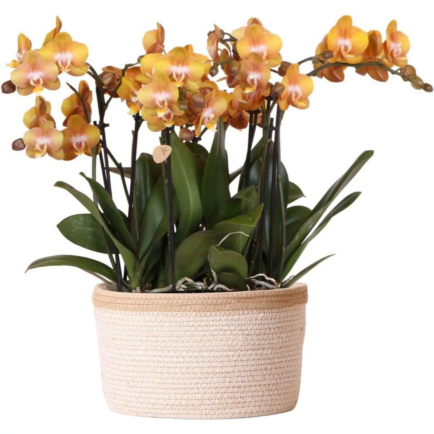 Kolibri Orchids Orange Orchideen Set inkl. Wassertank Drei Orange Orchideen günstig online kaufen