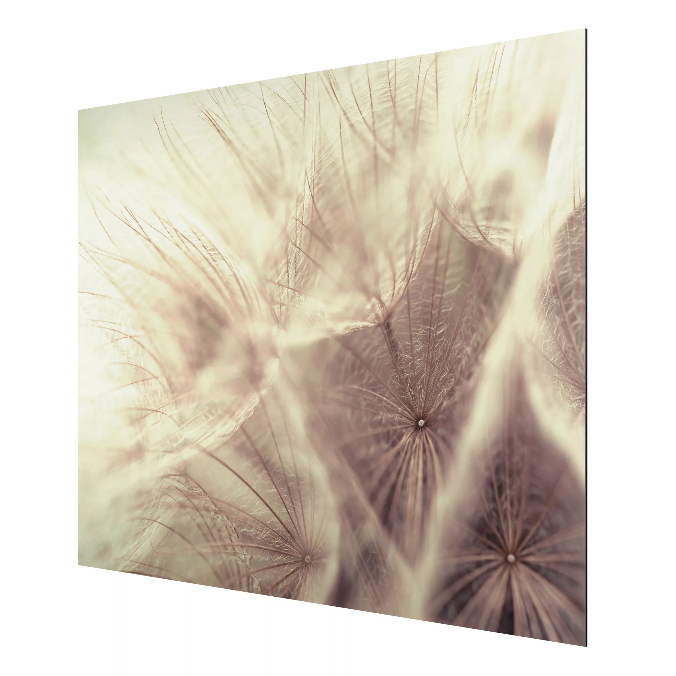 Alu-Dibond Bild Detailreiche Pusteblumen Makroaufnahme mit Vintage Blur Eff günstig online kaufen