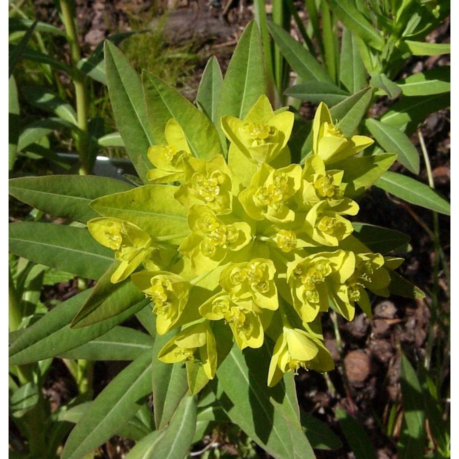 Sumpfwolfmilch - Euphorbia palustris günstig online kaufen