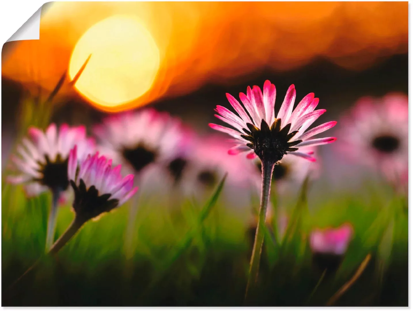 Artland Poster »Gänseblümchen im Sonnenuntergang«, Blumenwiese, (1 St.), al günstig online kaufen