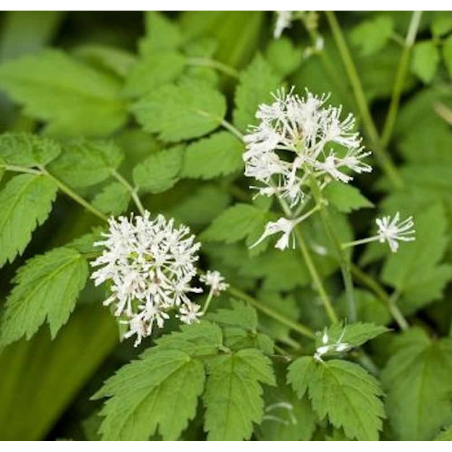 Christophskraut - Actaea erythrocarpa günstig online kaufen