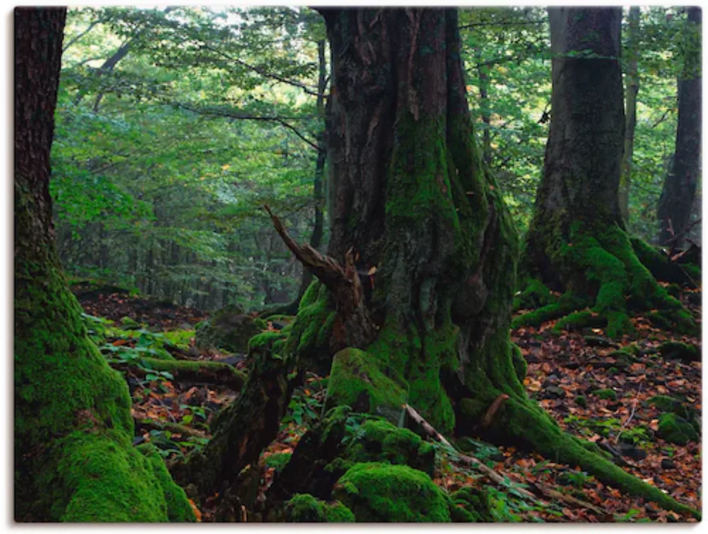 Artland Leinwandbild »Alte Bäume am Kraterrand«, Wald, (1 St.) günstig online kaufen